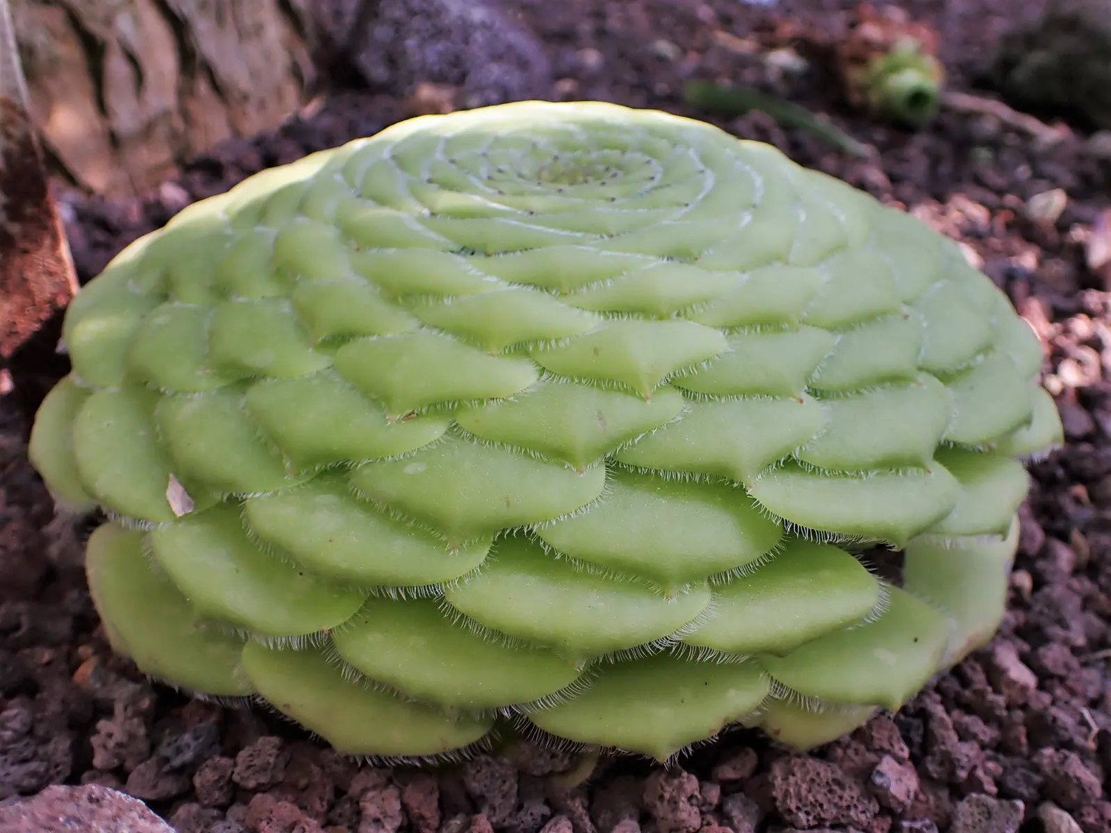 Dinner Plate Aeonium (Aeonium Tabuliforme) — flat green plate up to 18 inches in diameter