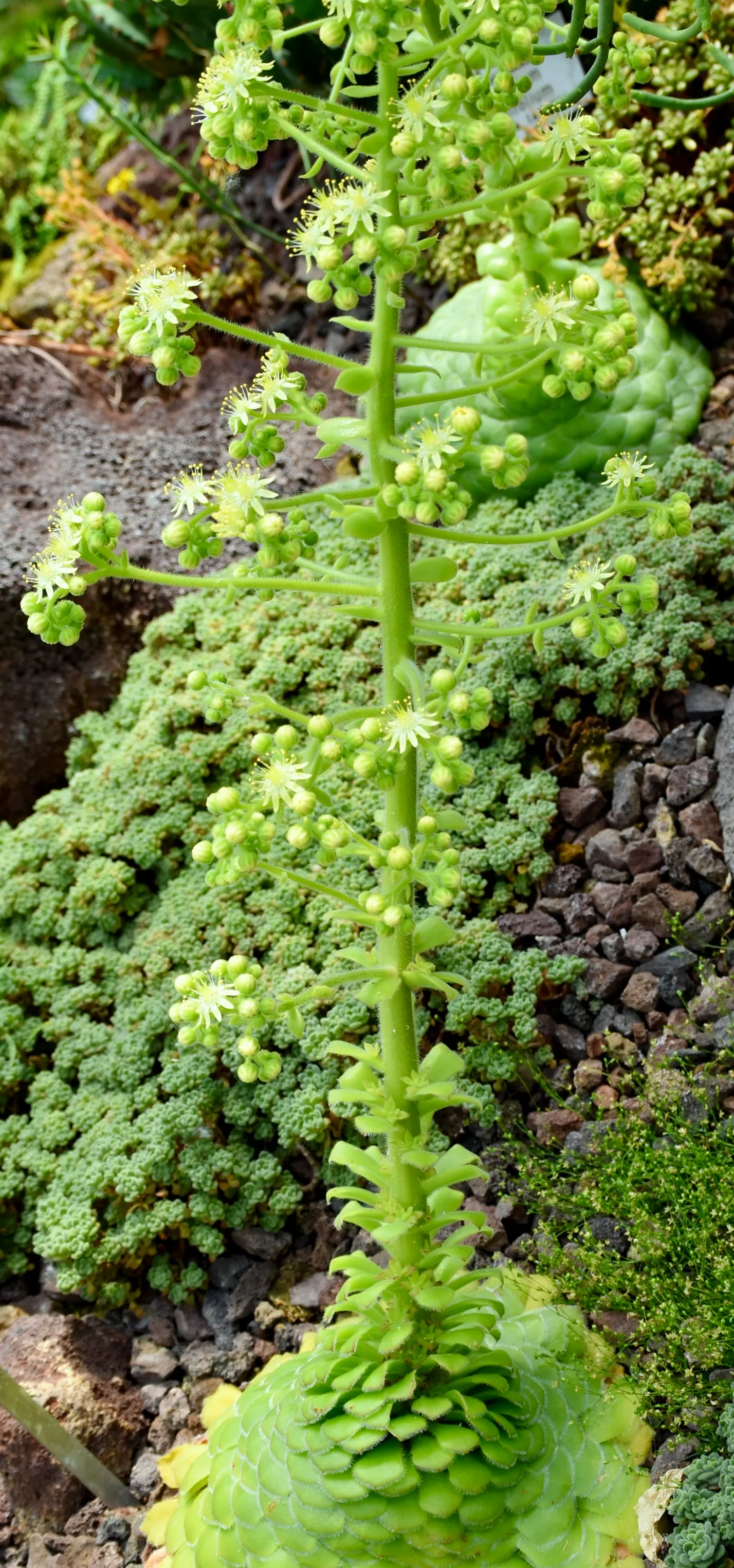 Dinner Plate Aeonium (Aeonium Tabuliforme) — This drought-tolerant plant requires minimal watering and shines in dry