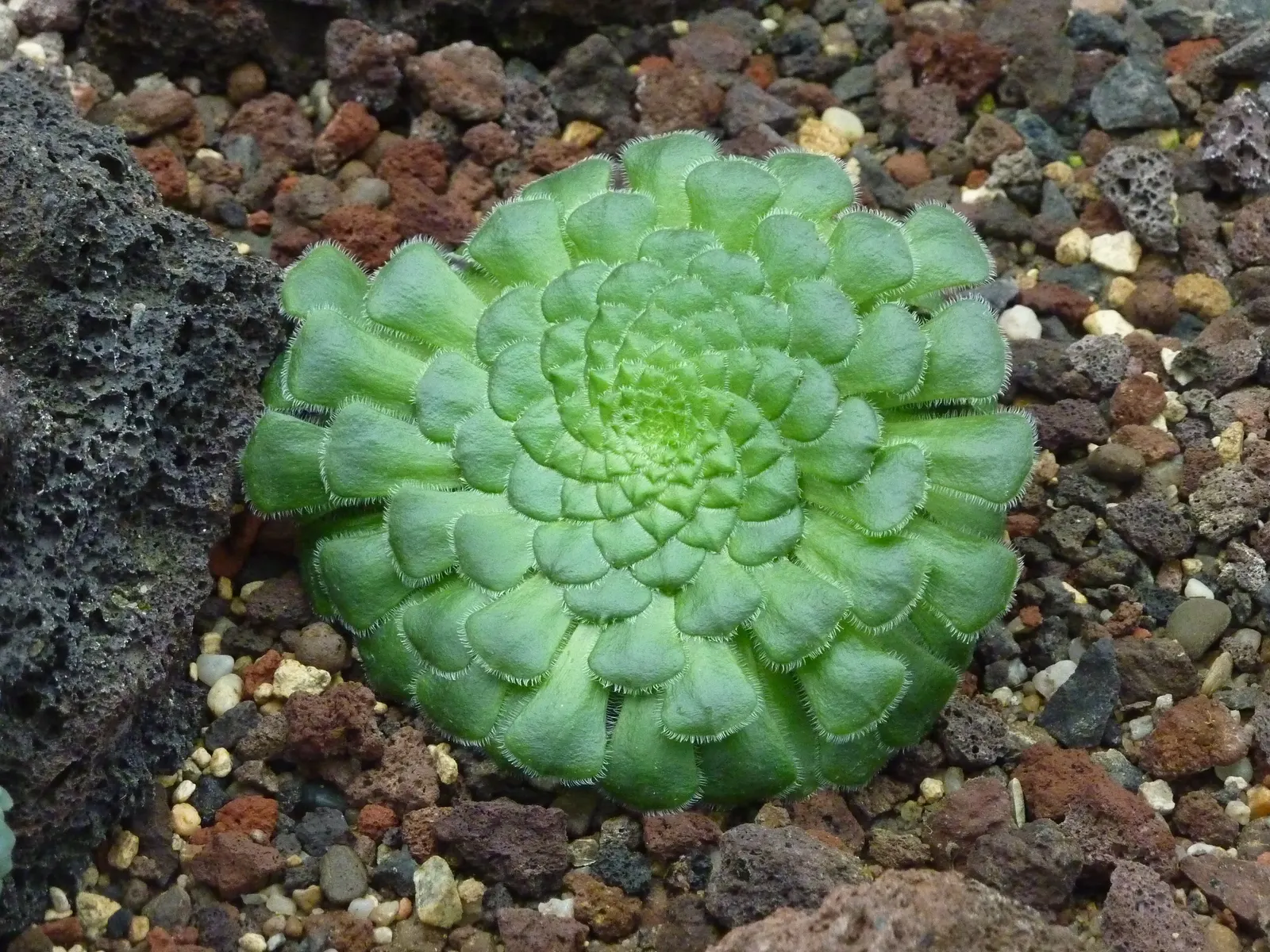 Dinner Plate Aeonium (Aeonium Tabuliforme) — fleshy leaves that form a nearly perfect flat disc