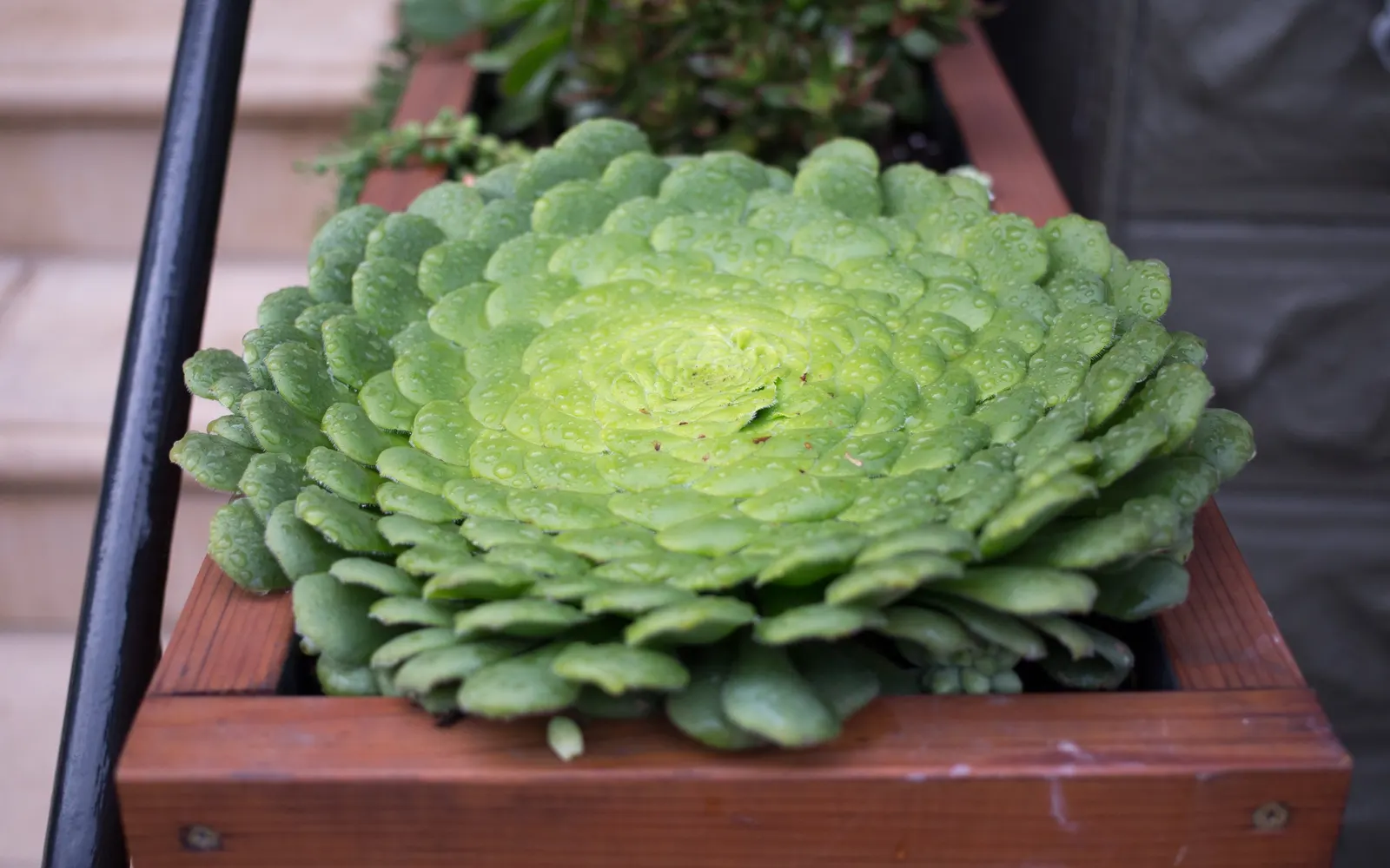 Dinner Plate Aeonium (Aeonium Tabuliforme) — sometimes accentuated by a delicate red margin under bright sunlight or cooler temperatures