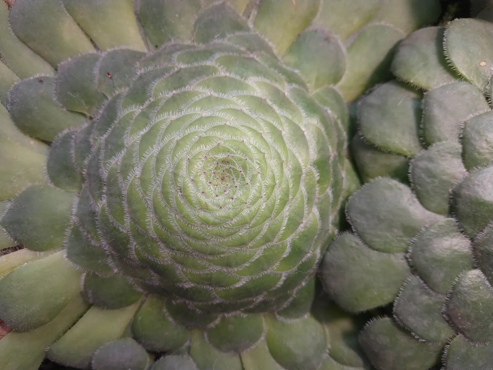 Dinner Plate Aeonium (Aeonium Tabuliforme) — while its sculptural form adds a unique; is a striking succulent that captivates with its distinctive rosette form