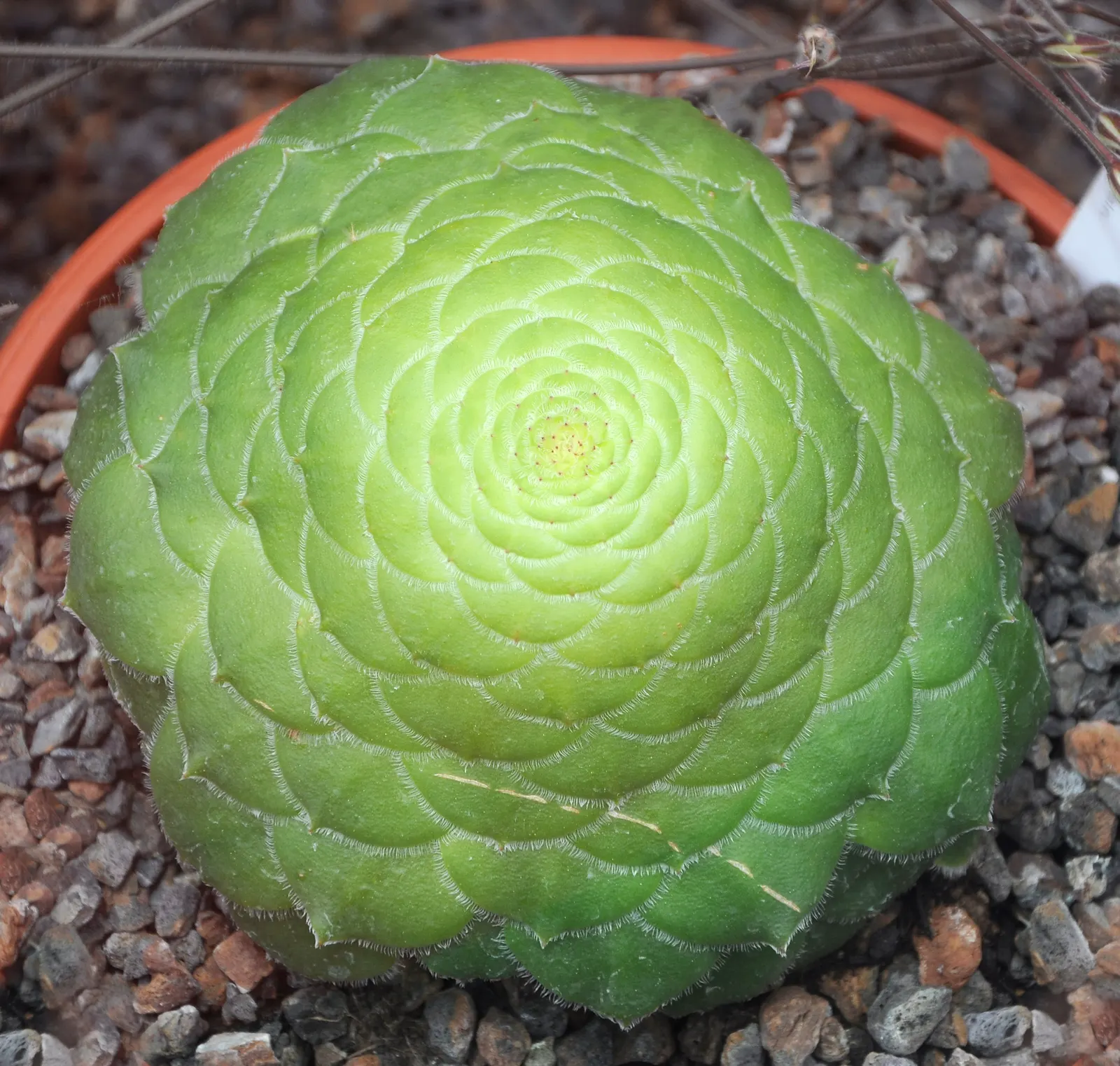 Dinner Plate Aeonium (Aeonium Tabuliforme) — commonly referred to as the Dinner Plate Aeonium; as an accent in containers or set within a succulent
