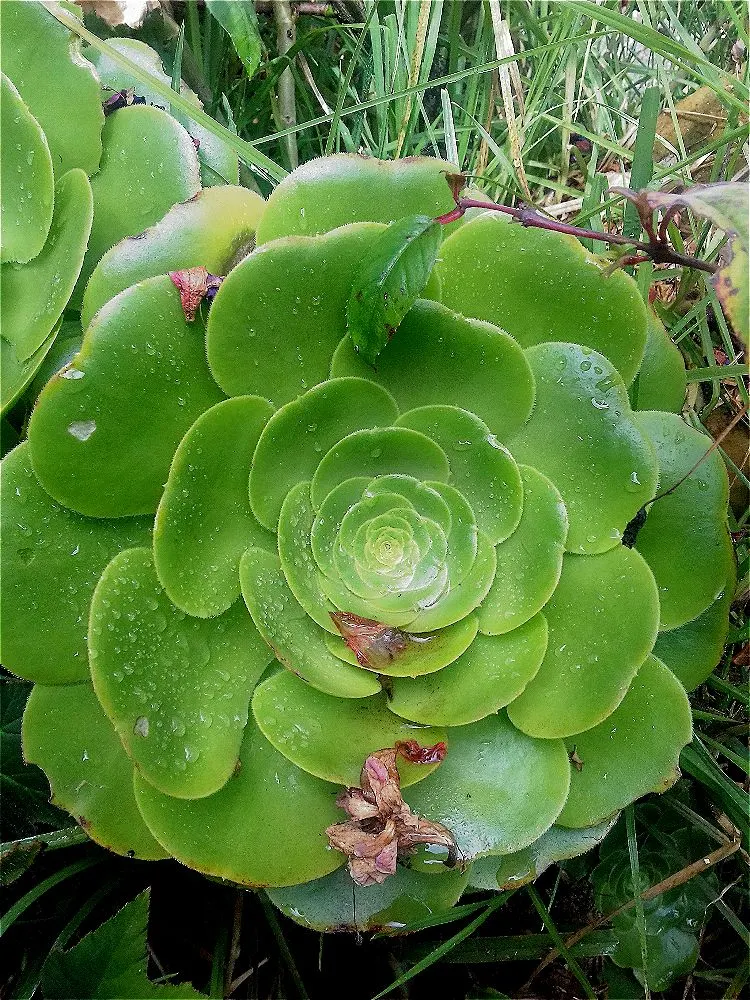 Dinner Plate Aeonium (Aeonium Tabuliforme) — is a striking succulent that captivates with its distinctive rosette form