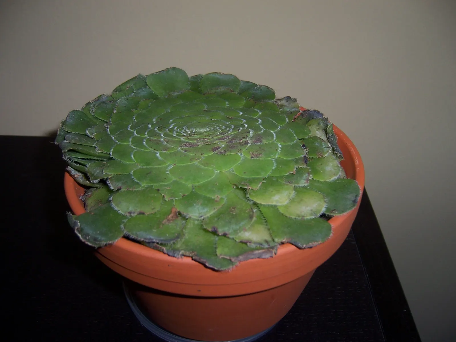 Dinner Plate Aeonium (Aeonium Tabuliforme) — requiring well-draining soil and partial sun