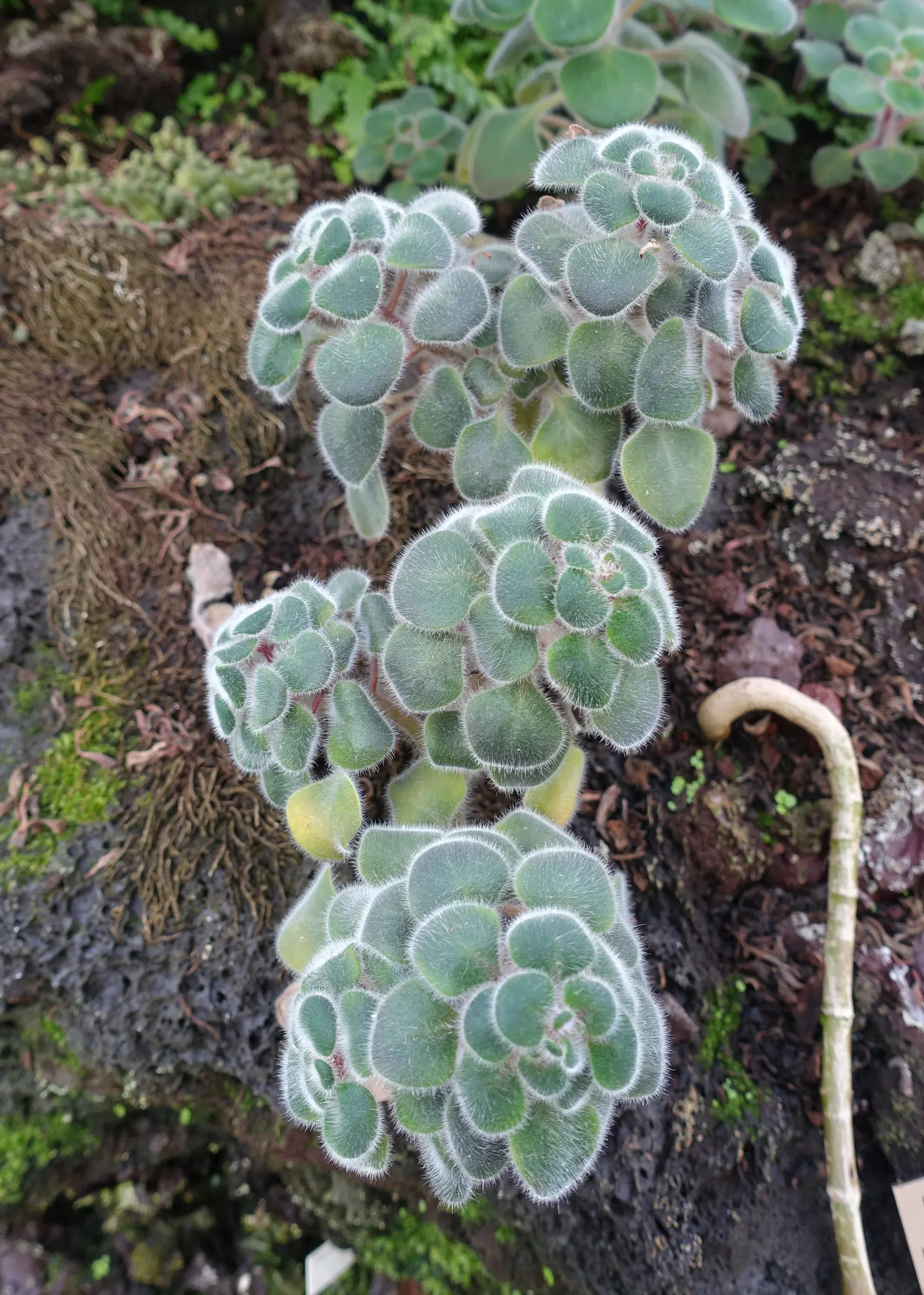 Dinner Plate Aeonium (Aeonium Tabuliforme) — resembling the size of a large dinner plate