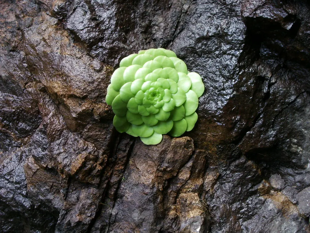 Dinner Plate Aeonium (Aeonium Tabuliforme) — requiring well-draining soil and partial sun; note that it rarely flowers