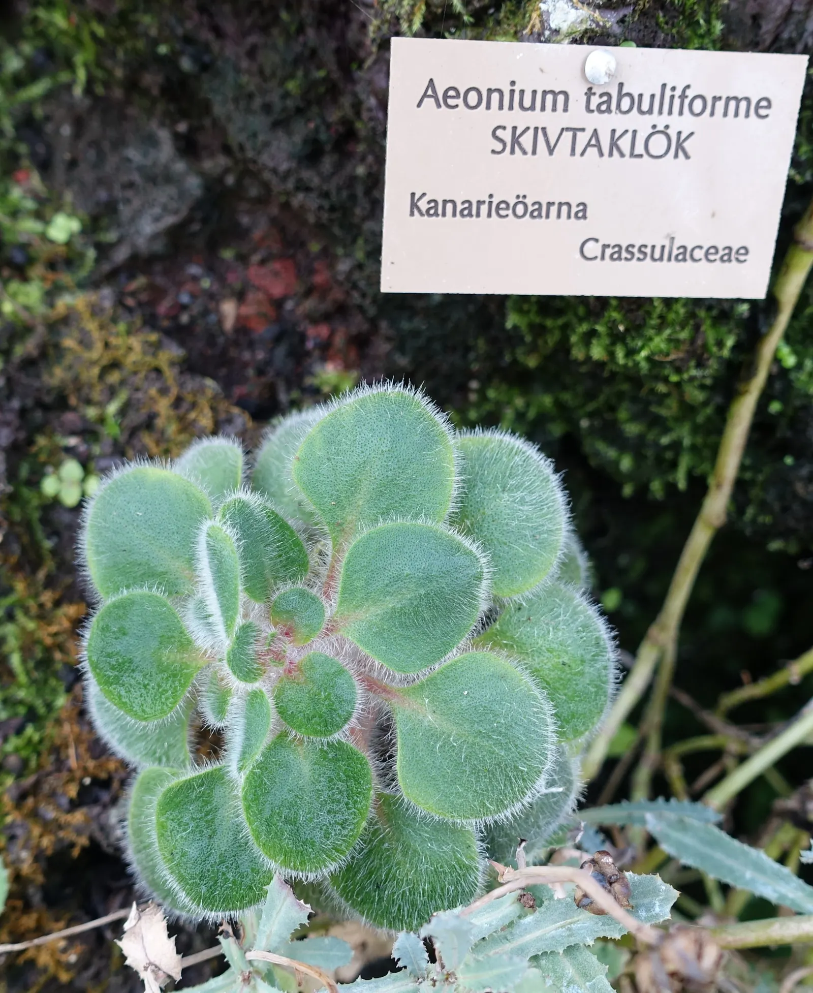 Dinner Plate Aeonium (Aeonium Tabuliforme) — Its shallow root system suits rock gardens and containers; flat green plate up to 18 inches in diameter