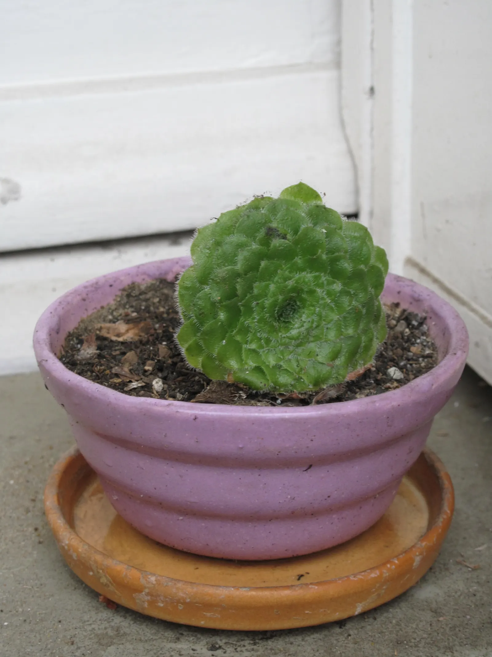 Dinner Plate Aeonium (Aeonium Tabuliforme) — as an accent in containers or set within a succulent tapestry.<br><br>When designing a landscape