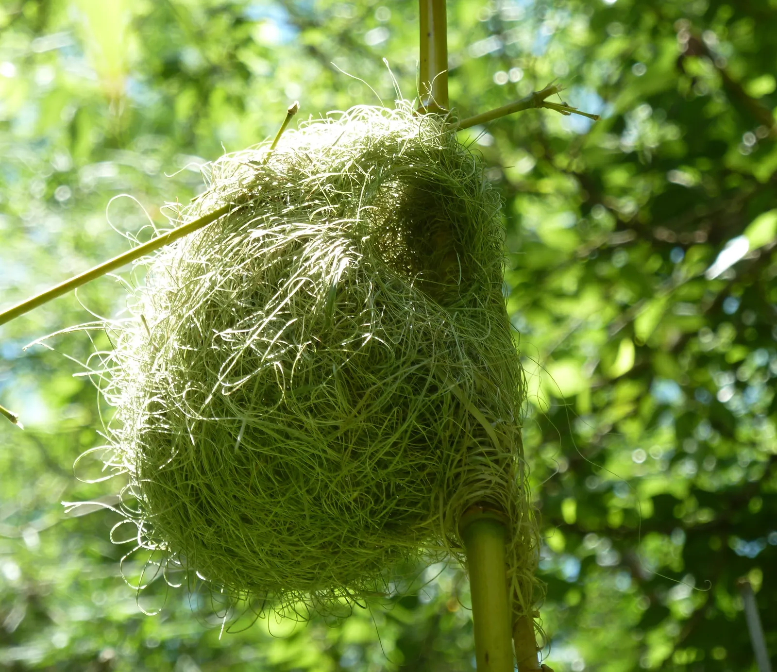 Weaver's Bamboo (Bambusa Textilis) — with a diameter up to 1.5 inches