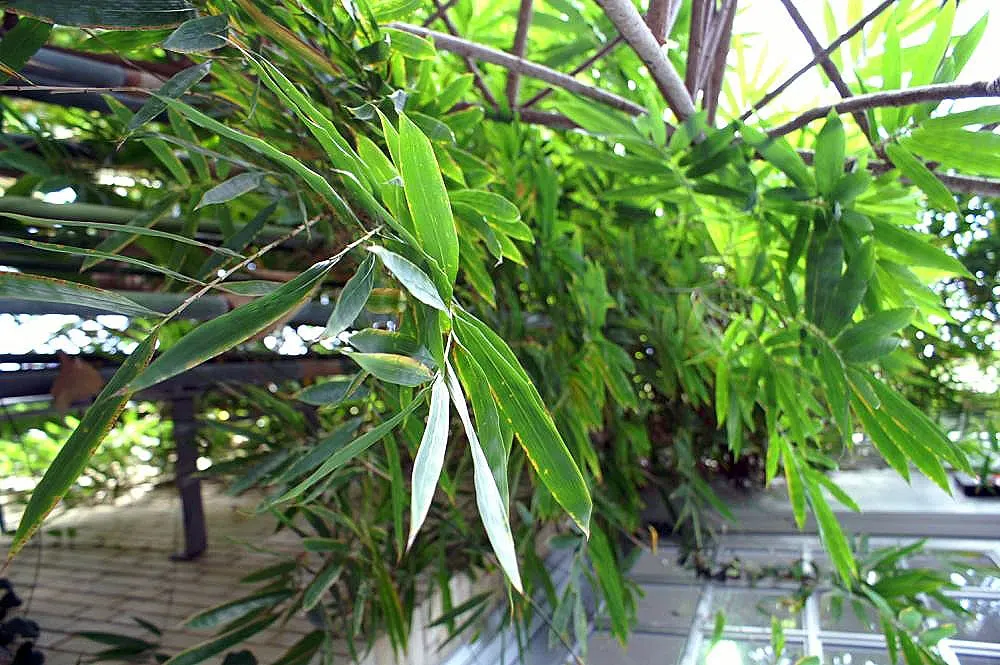 Weaver's Bamboo (Bambusa Textilis) — upright growth reaching up to 40 feet tall