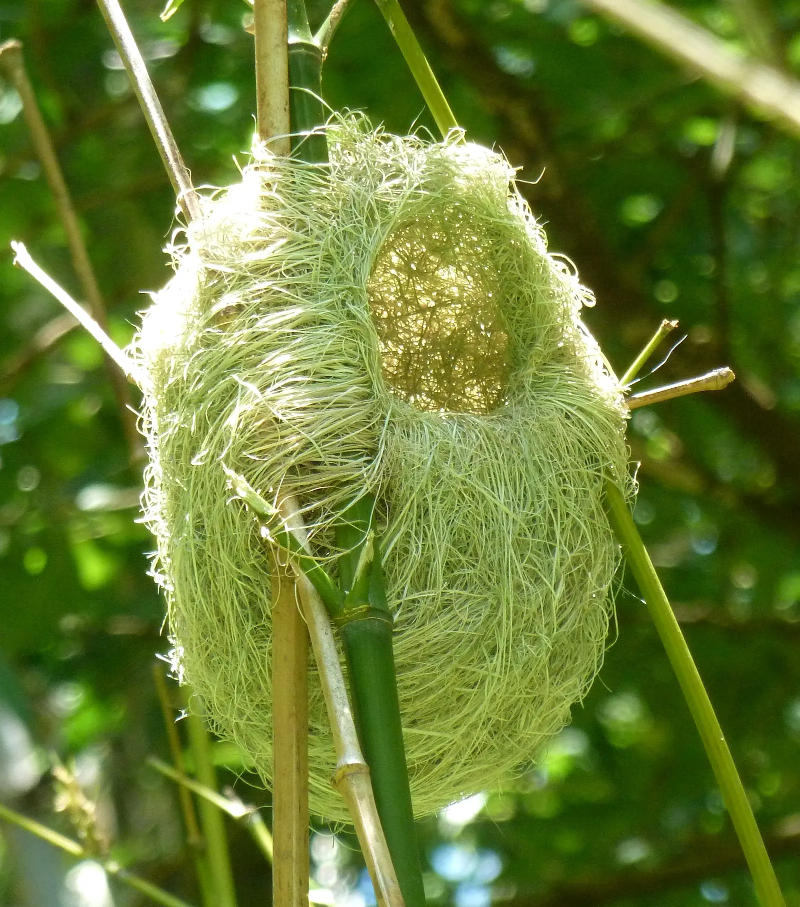 Weaver's Bamboo (Bambusa Textilis) — is a clumping bamboo valued for its slender