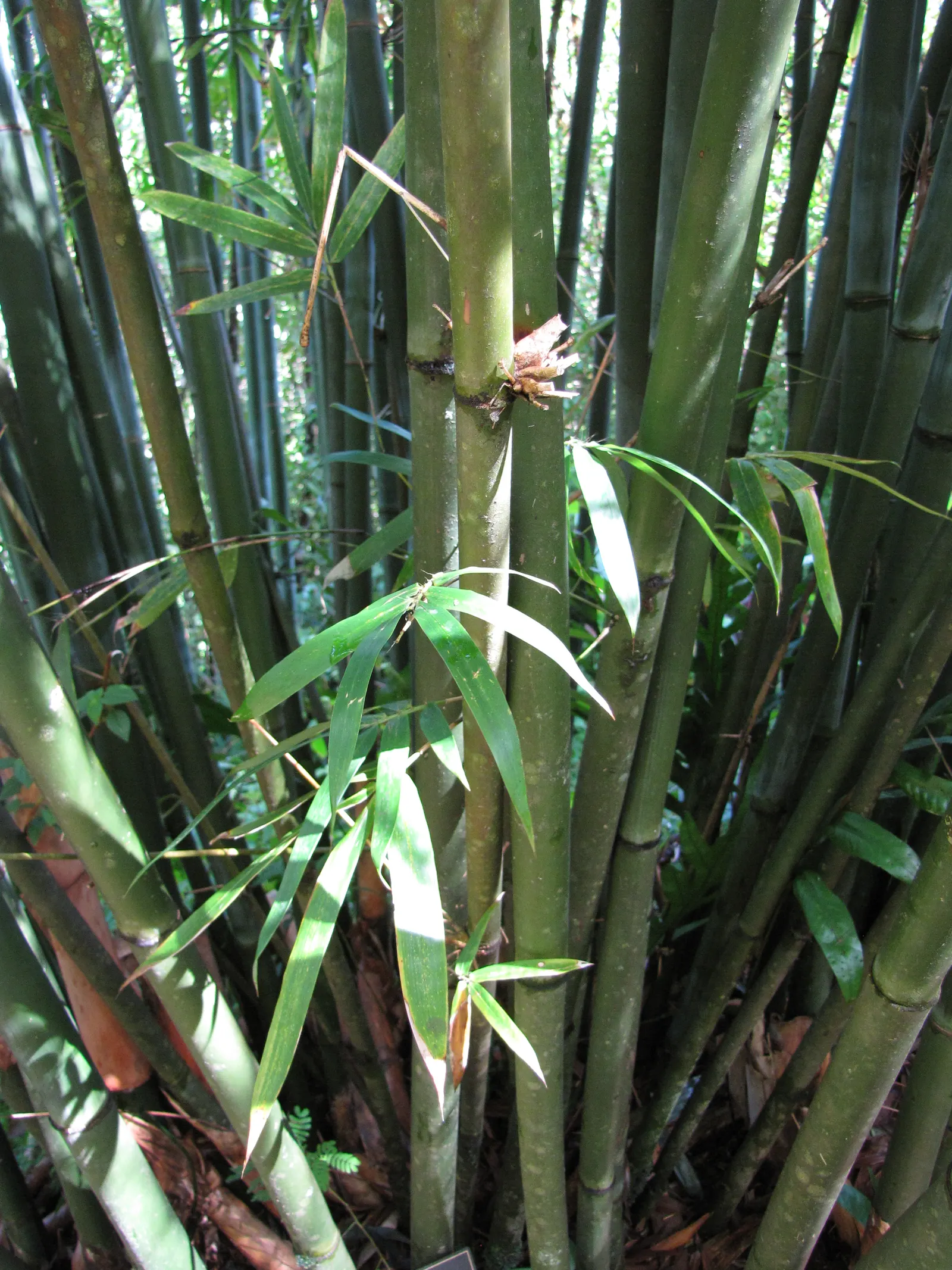 Weaver's Bamboo (Bambusa Textilis) — This bamboo species is known for its smooth and glossy culms