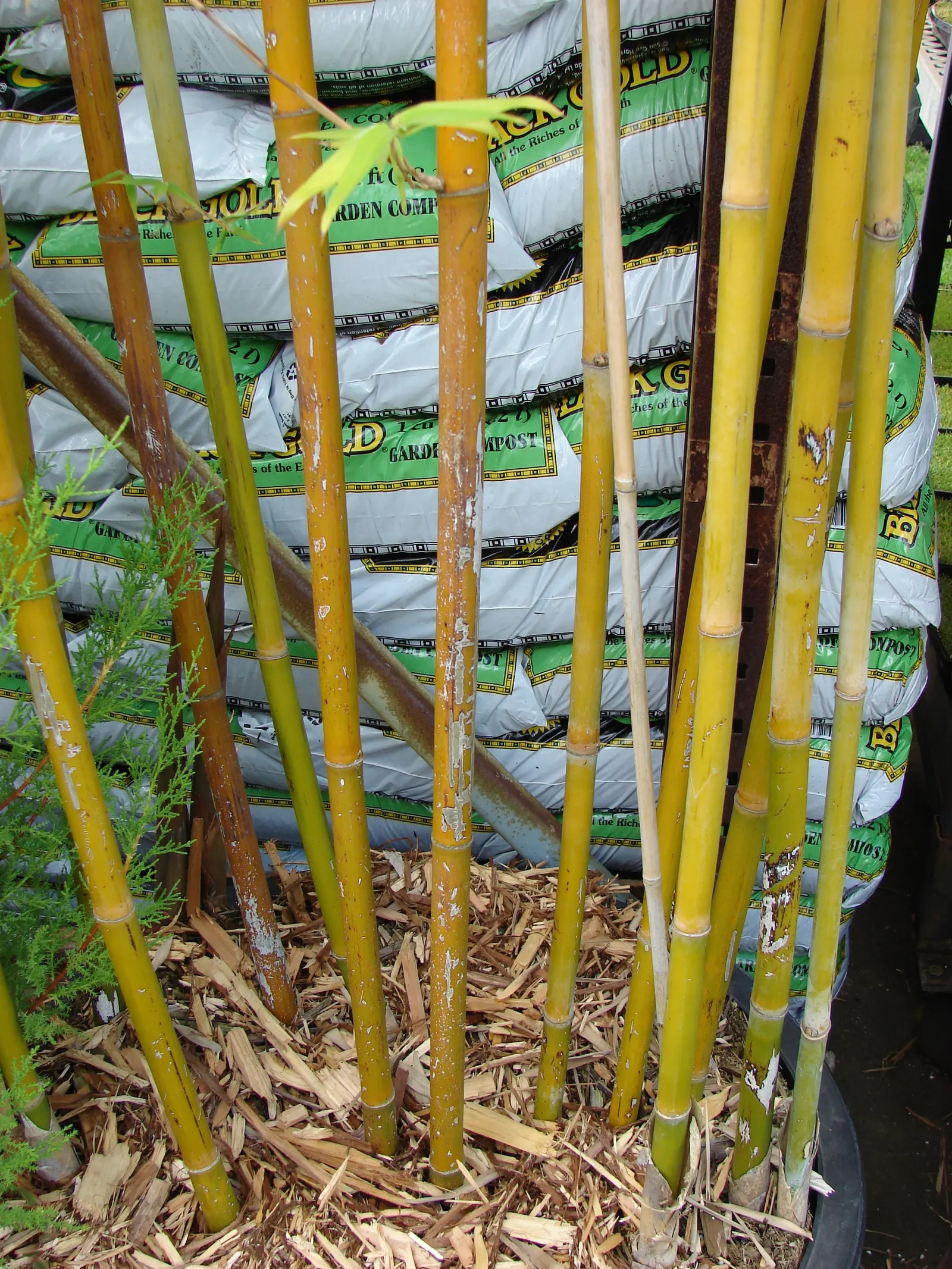 Weaver's Bamboo (Bambusa Textilis) — which are about 1 to 2 inches in diameter