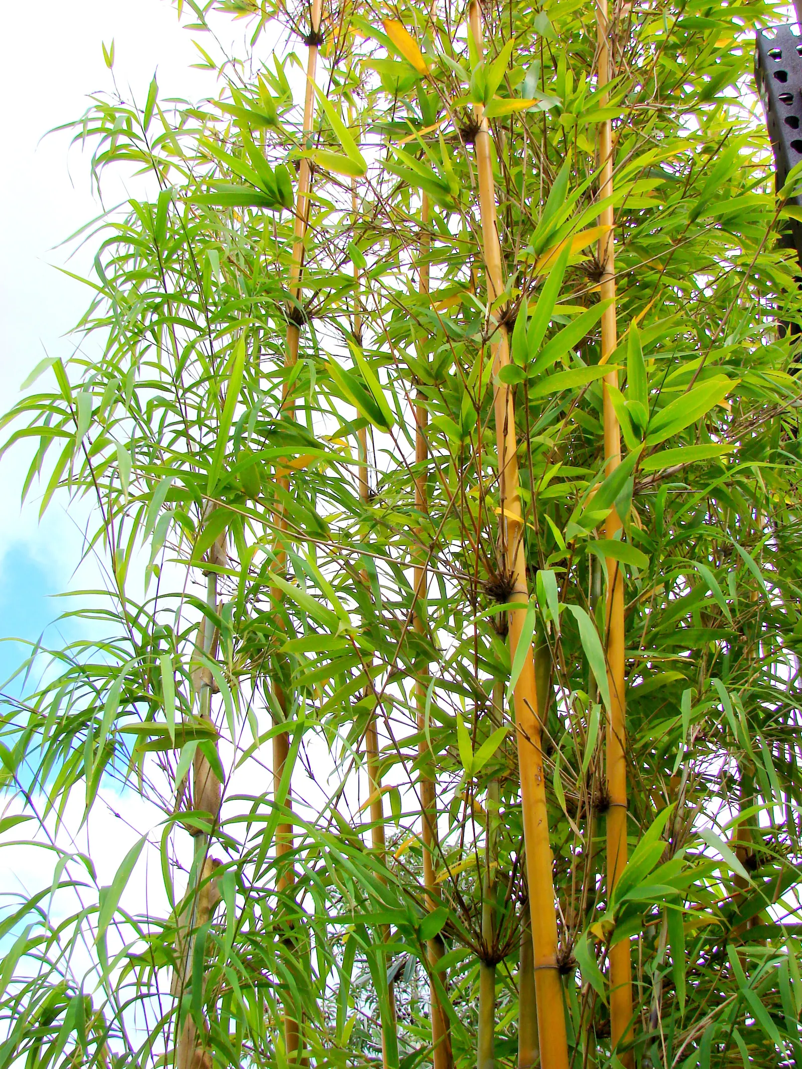 Weaver's Bamboo (Bambusa Textilis) — tolerating temperatures as low as 20&deg;F
