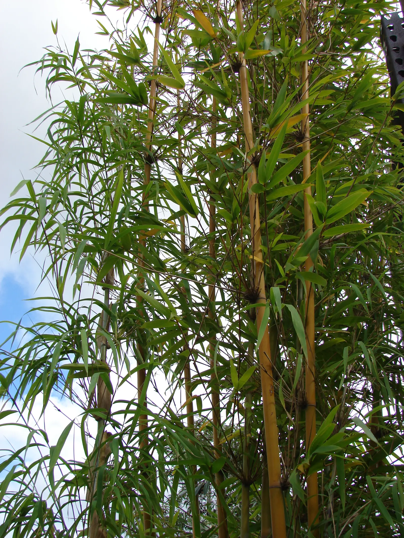 Weaver's Bamboo (Bambusa Textilis) — Minimal lower branching allows for ease of maintenance and clean design lines