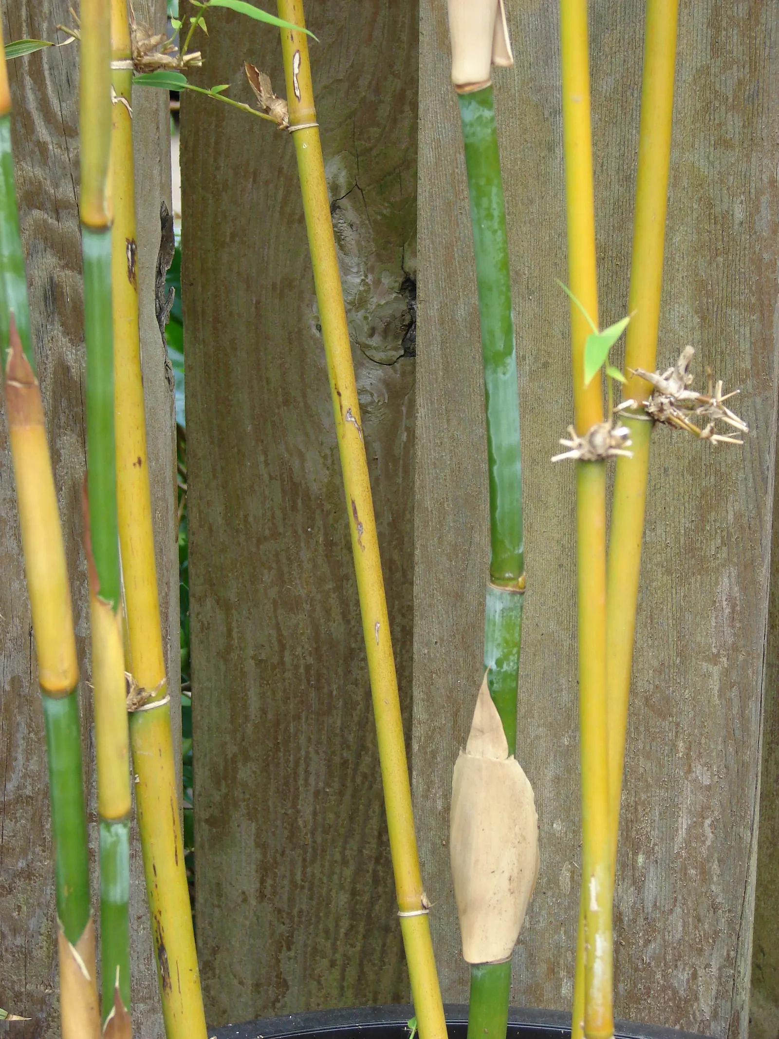 Weaver's Bamboo (Bambusa Textilis) — Hardy in USDA zones 8b-11, it thrives in full sun to part shade, requiring moderate water