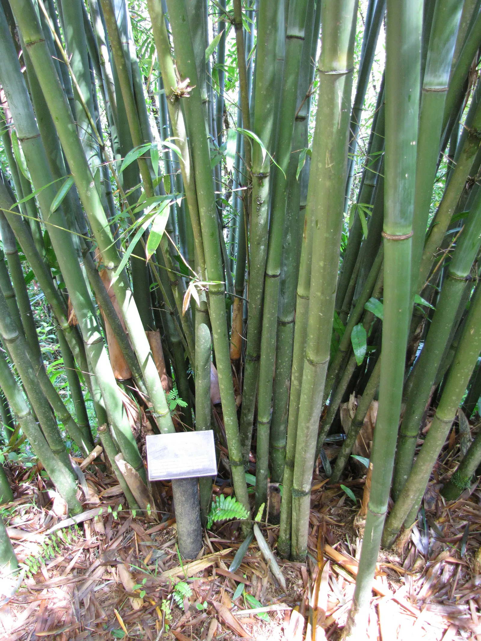Weaver's Bamboo (Bambusa Textilis) — The leaves average 3 to 5 inches in length, contributing to its dense, yet delicate visage