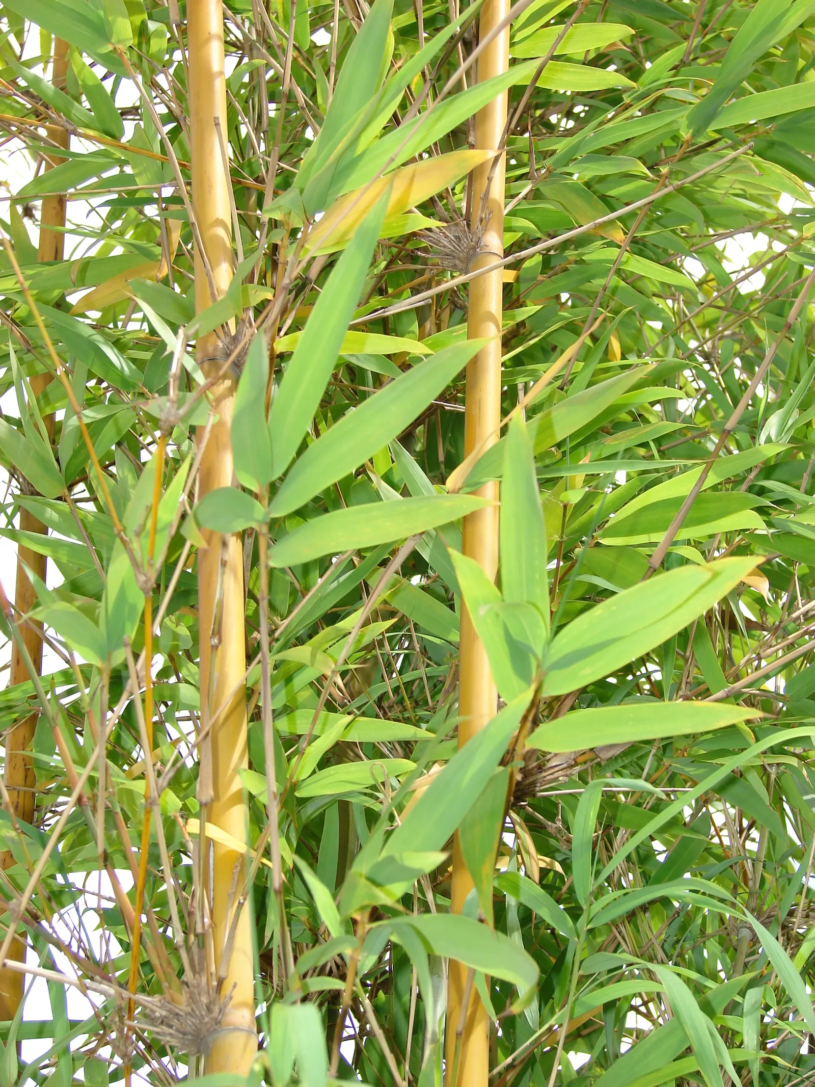 Weaver's Bamboo (Bambusa Textilis) — Its dense foliage and fine-textured culms make it ideal for privacy screens or elegant focal points