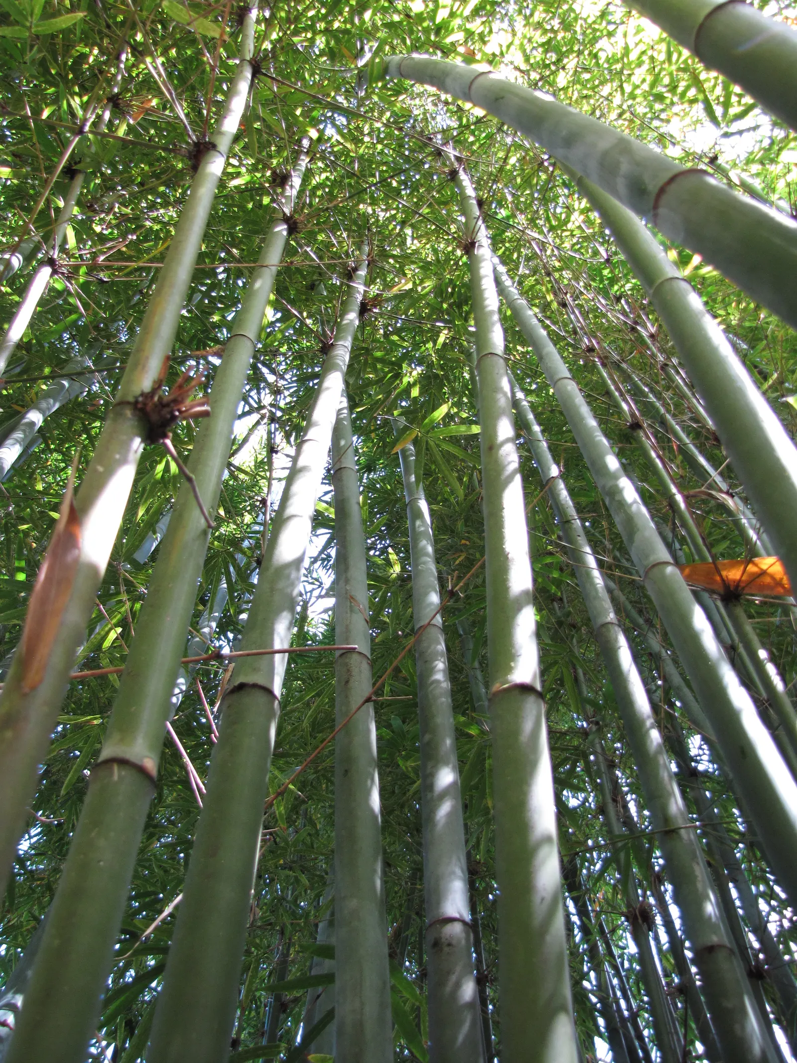 Weaver's Bamboo (Bambusa Textilis) — showcasing a powdery blue hue when young