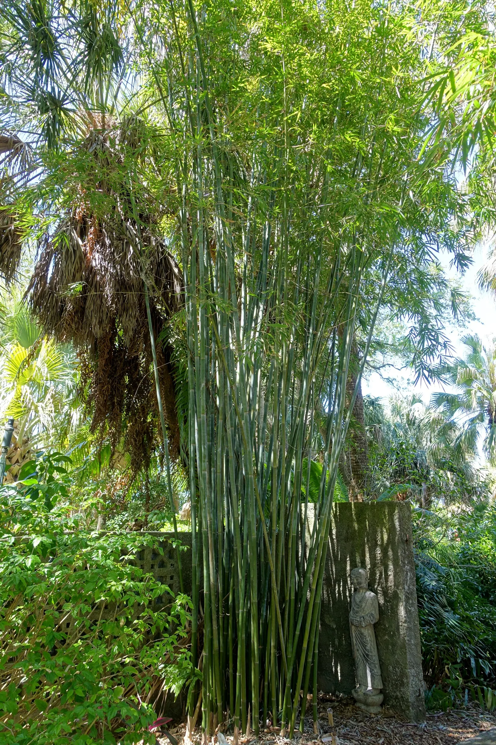 Weaver's Bamboo (Bambusa Textilis) — particularly during the establishment phase