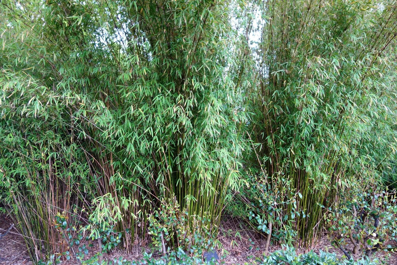 Weaver's Bamboo (Bambusa Textilis) — which makes it a versatile choice for a range of climate zones