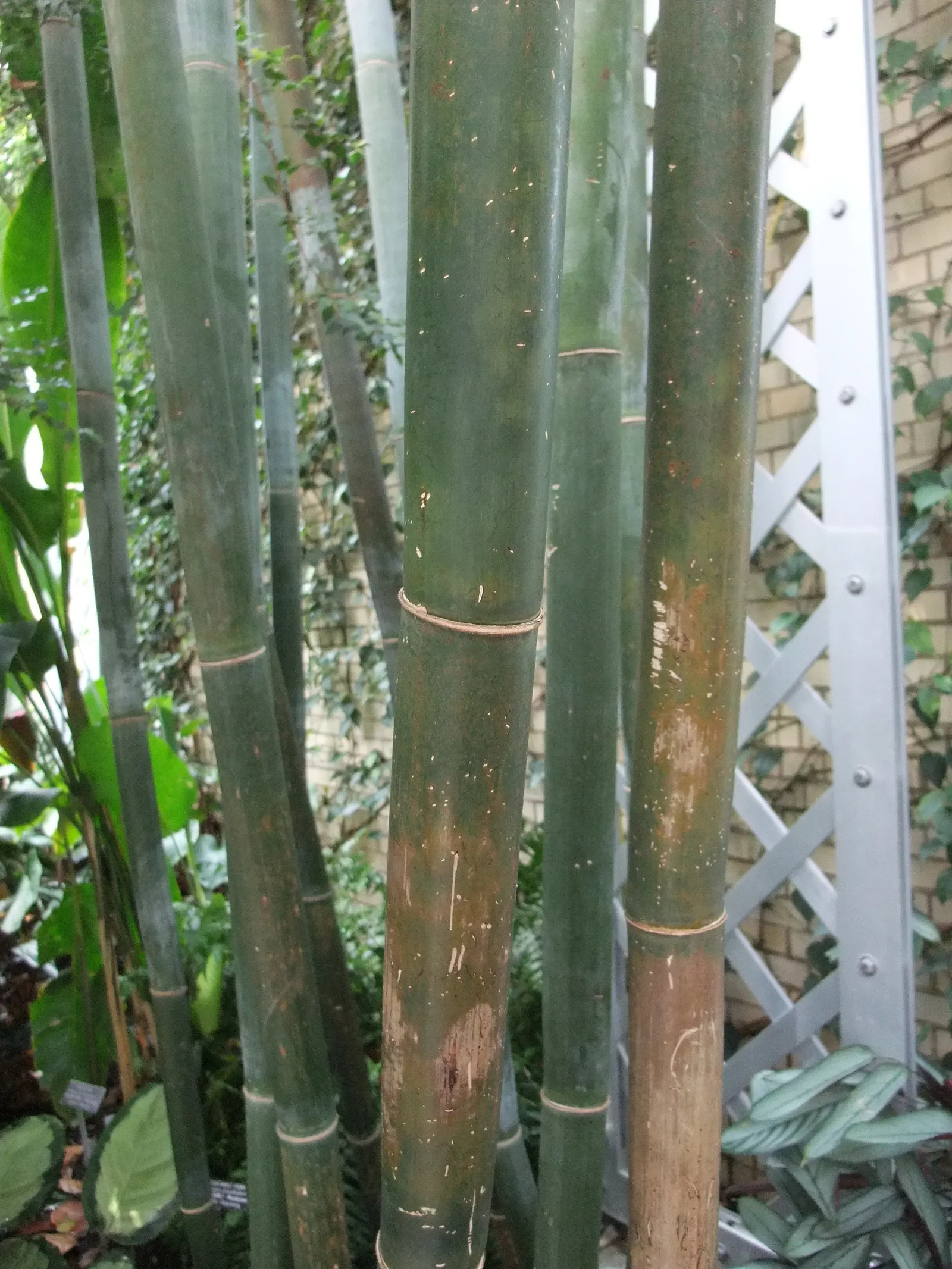 Weaver's Bamboo (Bambusa Textilis) — it requires full sun to partial shade and regular watering
