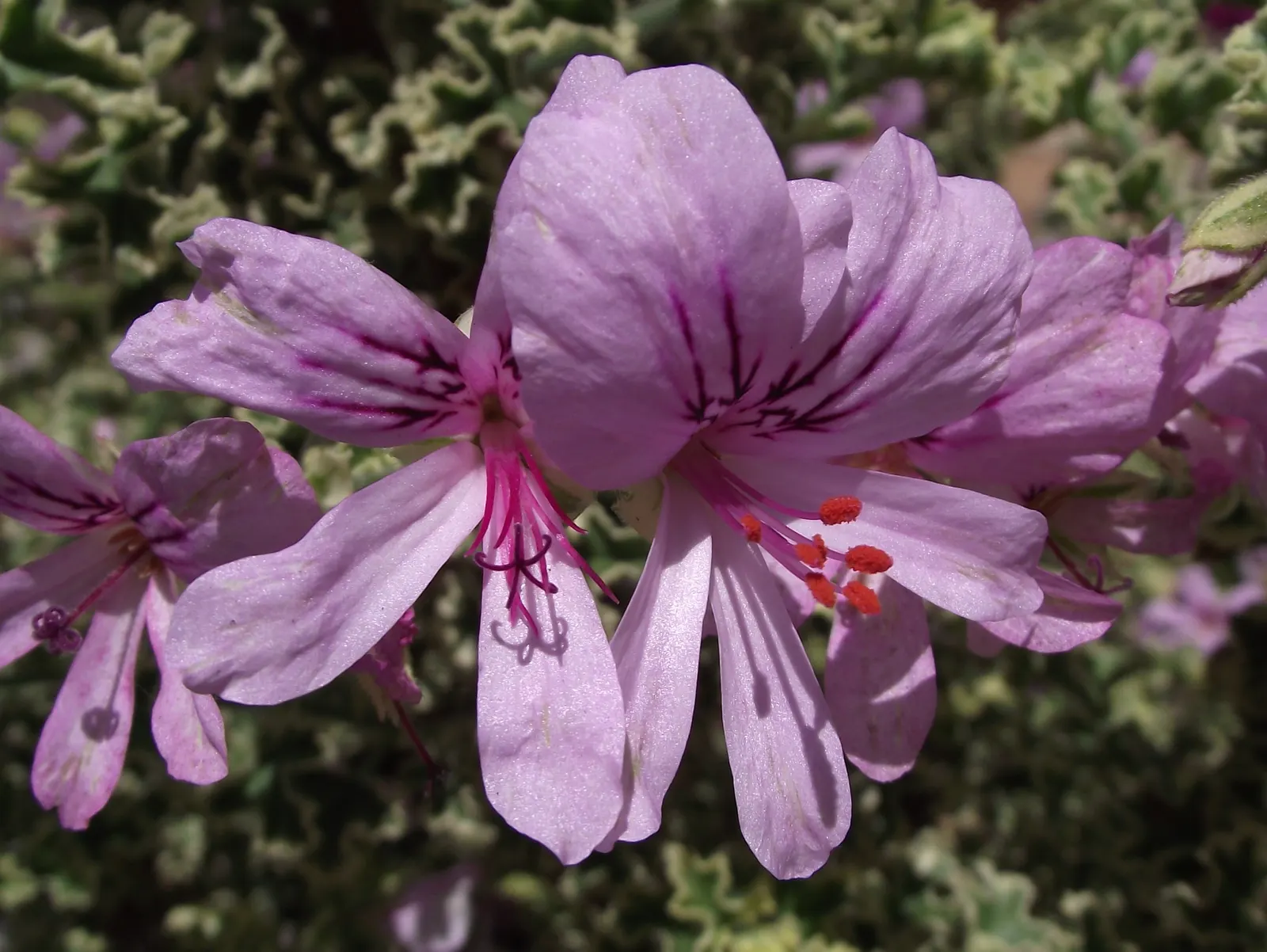 Variegated Lemon Geranium (Pelargonium Crispum 'Variegatum') — is prized for its fragrant