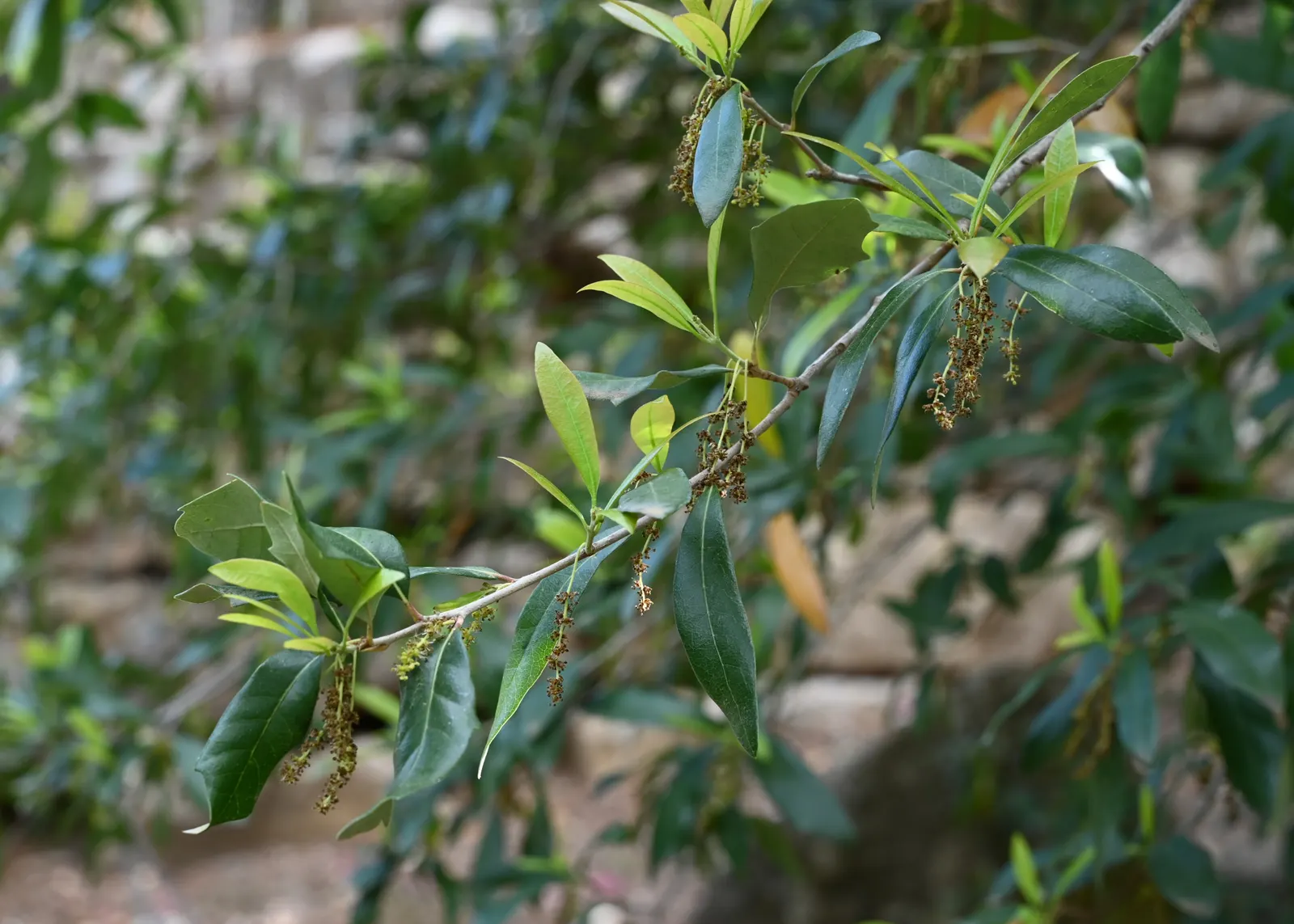 Escarpment Live Oak (Quercus Fusiformis) — It grows to 30-50 ft with a broad canopy, ideal for shade