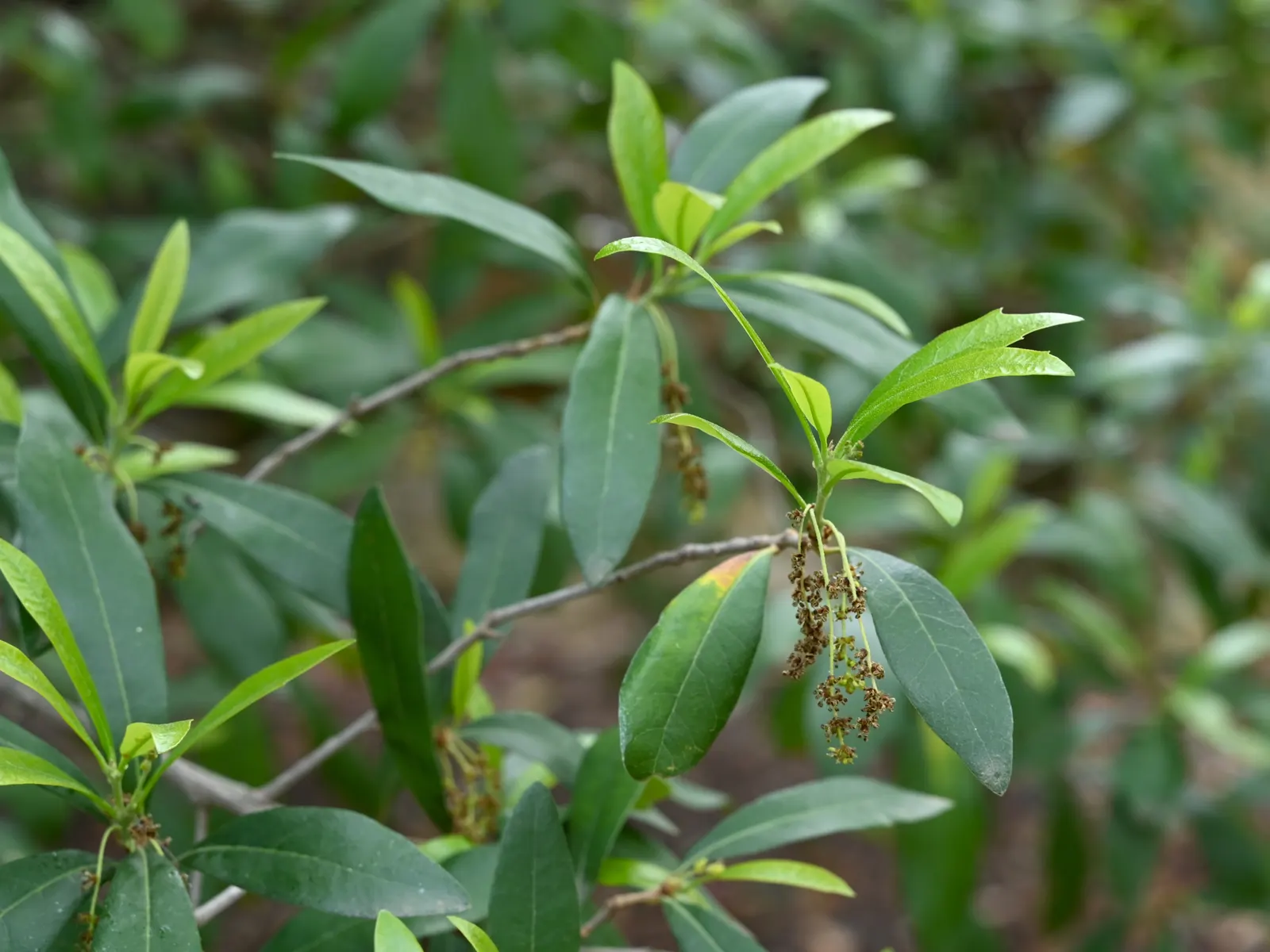 Escarpment Live Oak (Quercus Fusiformis) — Its evergreen leaves, 2-4 in long, persist through winter