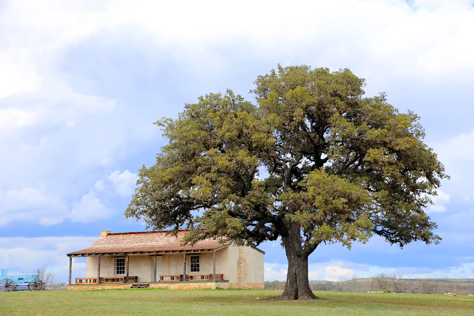 Escarpment Live Oak (Quercus Fusiformis) — Use as a focal point or windbreak in large landscapes