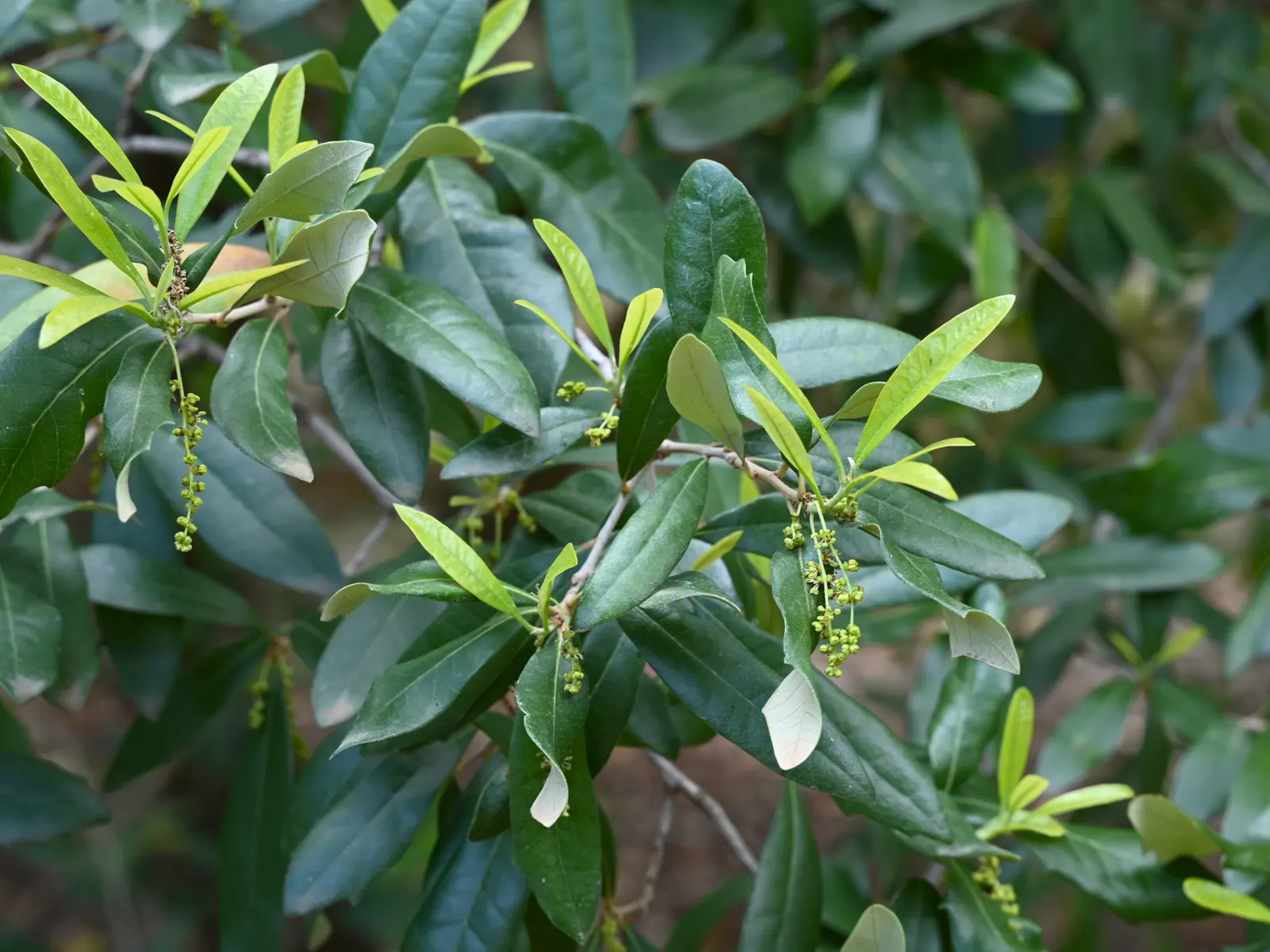 Escarpment Live Oak (Quercus Fusiformis) — Suited for zones 7-9, it thrives in various soils