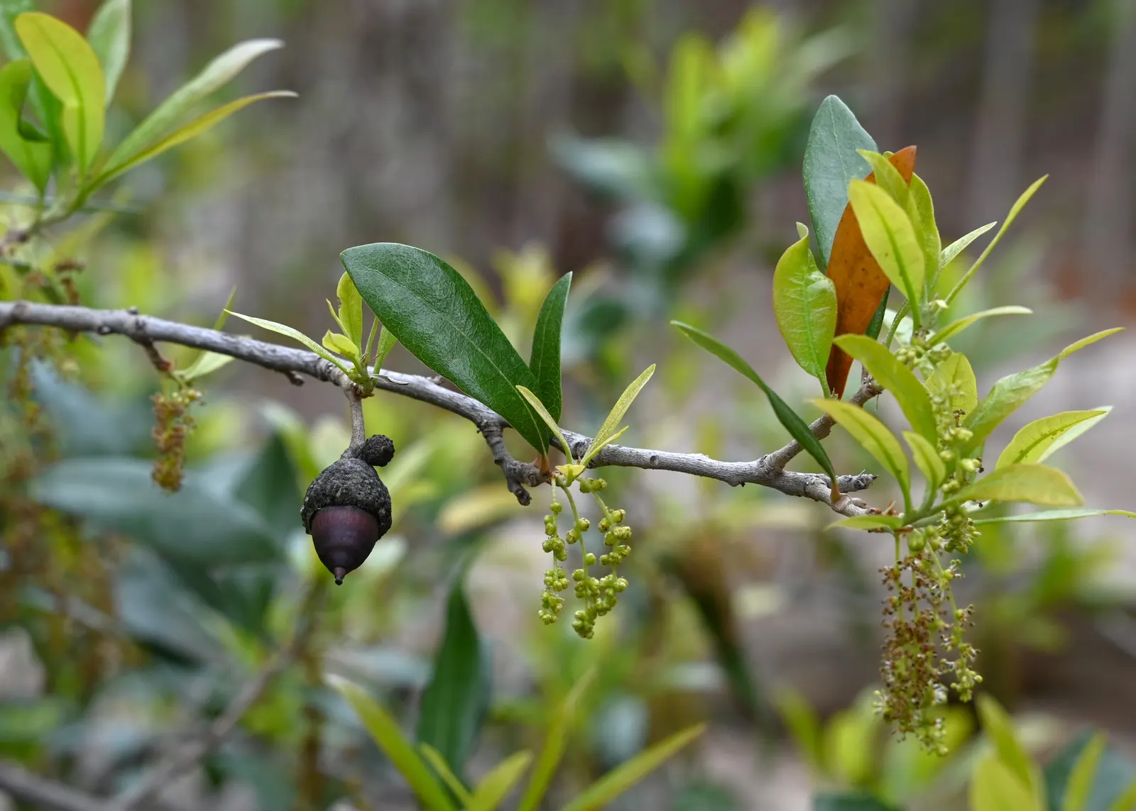 Escarpment Live Oak (Quercus Fusiformis) — The Escarpment Live Oak, or Quercus fusiformis, is a hardy, drought-tolerant tree native to Texas