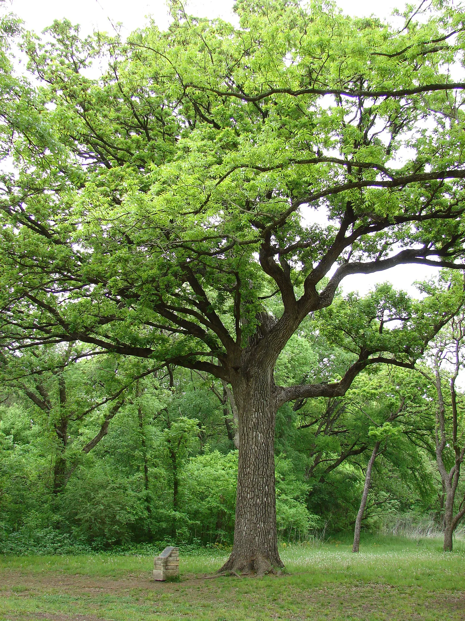 Escarpment Live Oak (Quercus Fusiformis) — Ensure ample space for root spread
