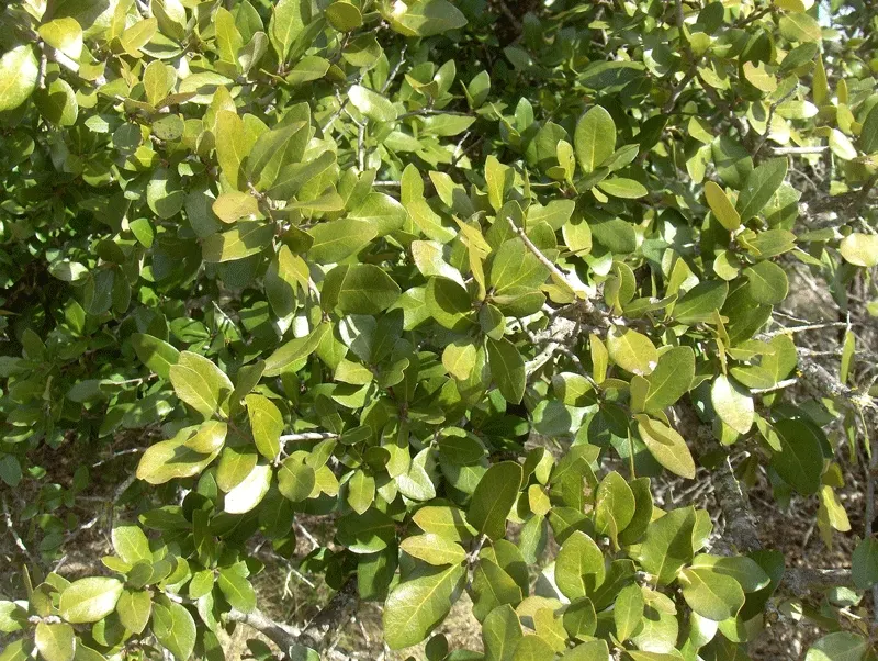 Escarpment Live Oak (Quercus Fusiformis) — is a durable and majestic tree prized for its resilience and graceful aesthetic