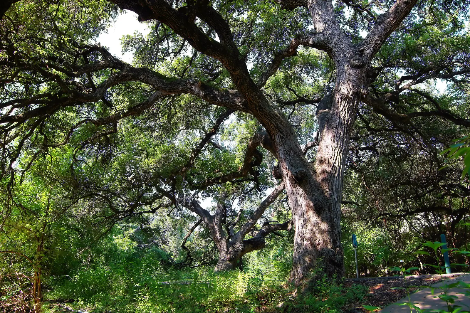 Escarpment Live Oak (Quercus Fusiformis) — This evergreen oak tree is native to the southern United States