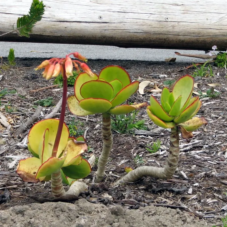Flap Greens (Cotyledon Macrantha) — commonly known as 'Flap Greens'