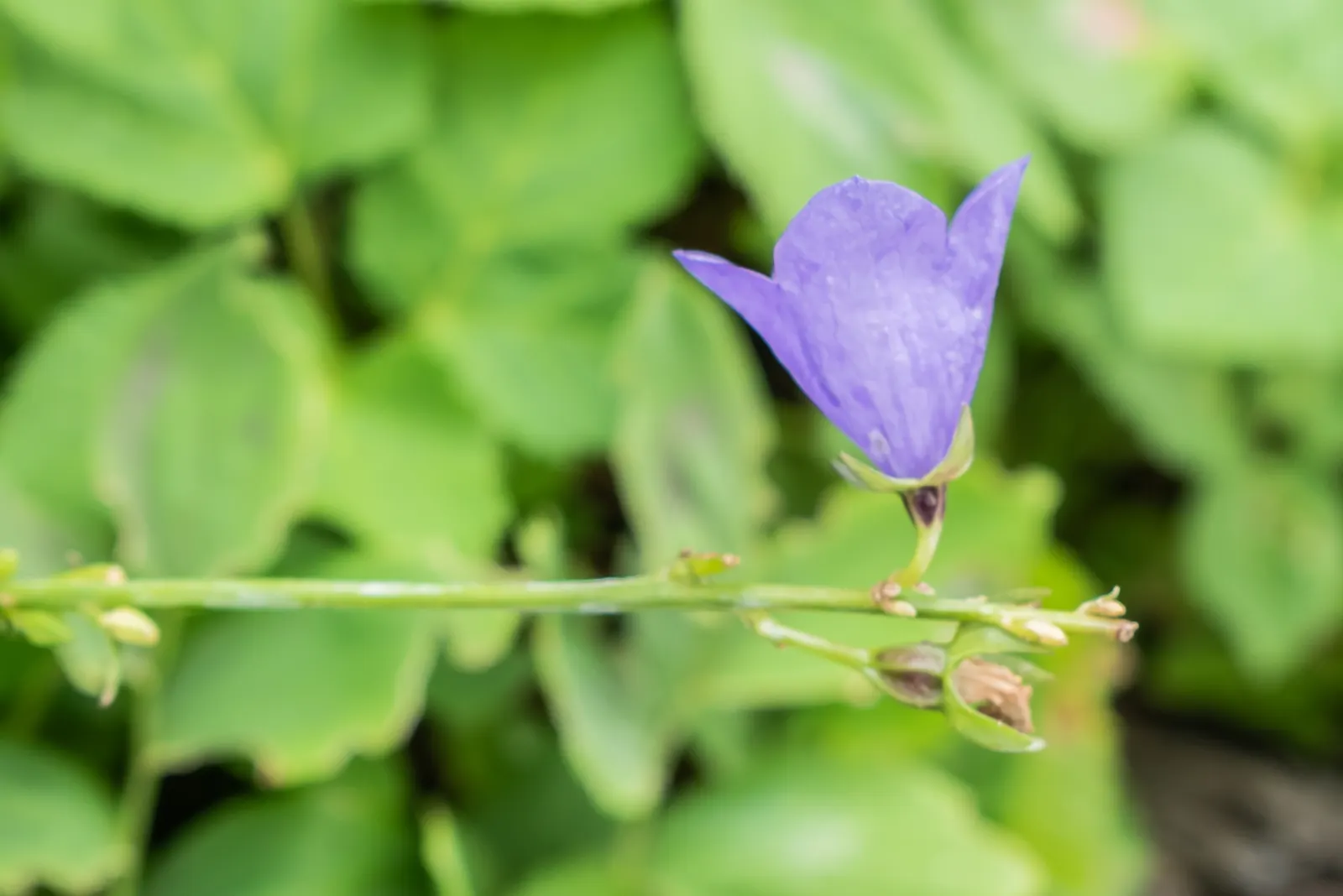 Blue Peach-Leaved Bellflower (Campanula Persicifolia 'Blue') — reaching heights of 18-30 inches