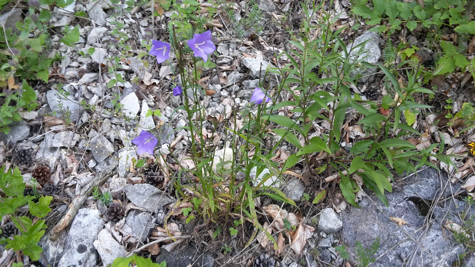 Blue Peach-Leaved Bellflower (Campanula Persicifolia 'Blue') — boasts striking sky-blue flowers on slender stems