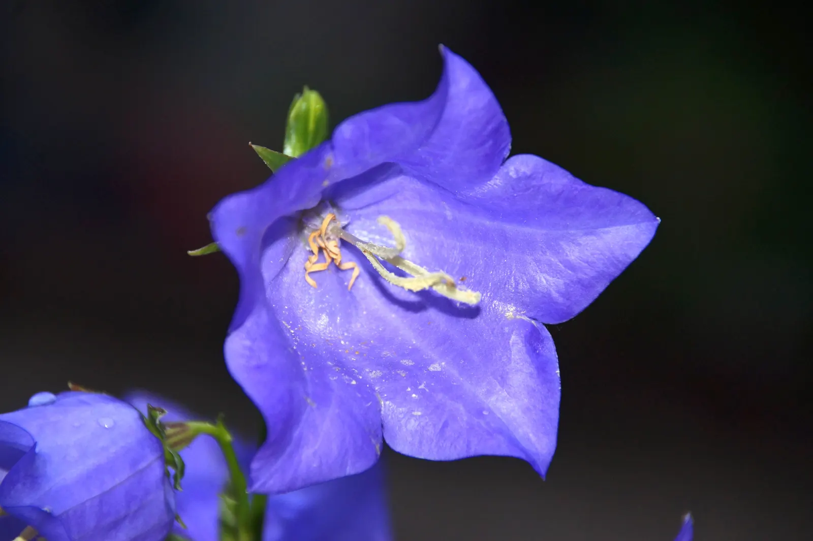 Blue Peach-Leaved Bellflower (Campanula Persicifolia 'Blue') — commonly known as Blue Peach-leaved Bellflower