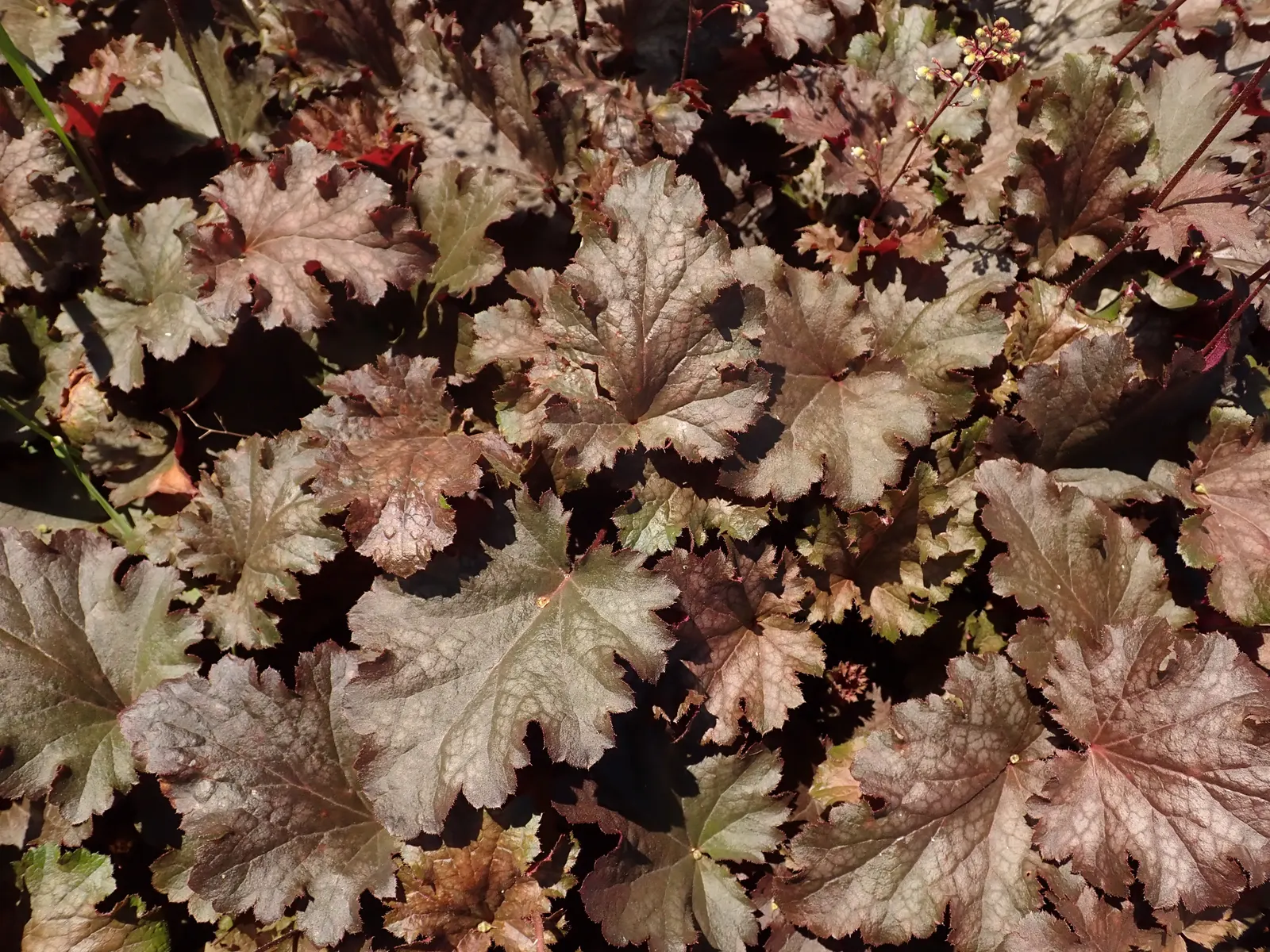 Stormy Seas Coral Bells (Heuchera 'Stormy Seas') — These hardy perennials thrive in zones 4-9