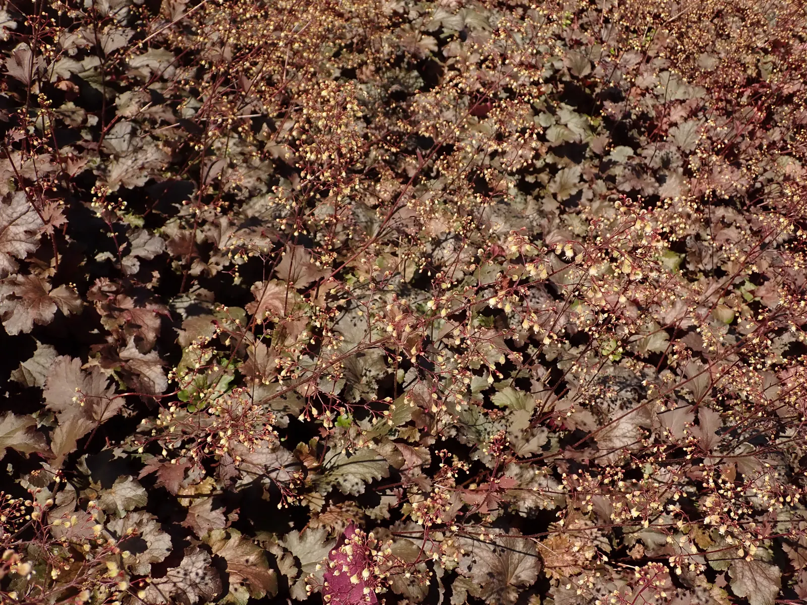 Stormy Seas Coral Bells (Heuchera 'Stormy Seas') — reminiscent of a tempestuous sea
