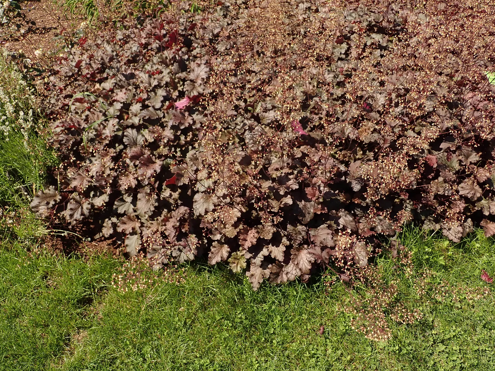 Stormy Seas Coral Bells (Heuchera 'Stormy Seas') — boast uniquely ruffled leaves with a blend of purples and silvers