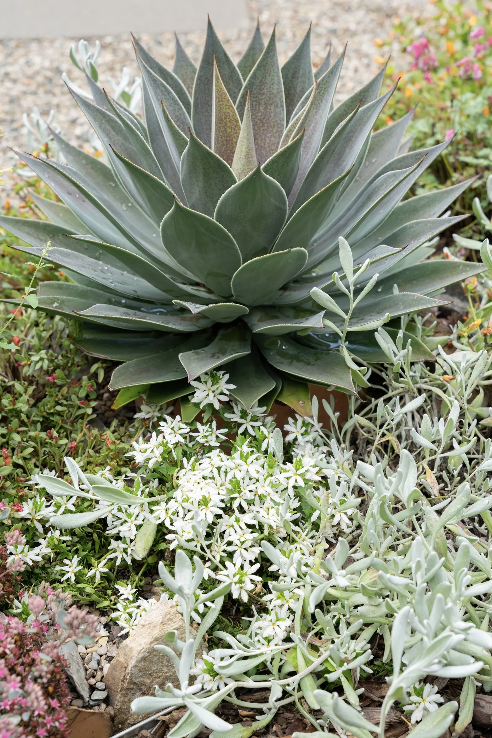 'Lavender Lady' Mangave (Mangave hybrid) — or standing alone as a landscape specimen.