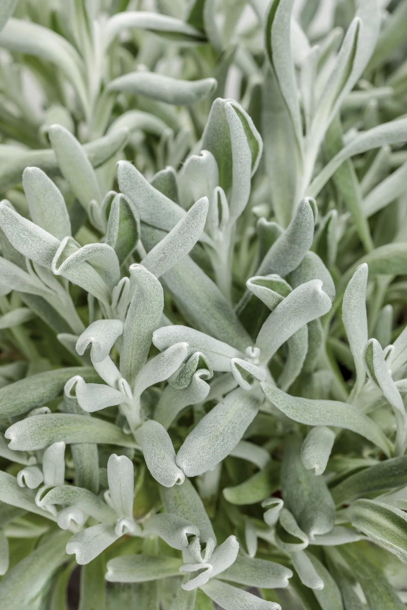 Silver River® Didelta (Didelta carnosa) — typically reaching 8 to 12 inches tall with a generous 12 to 24 inch spread