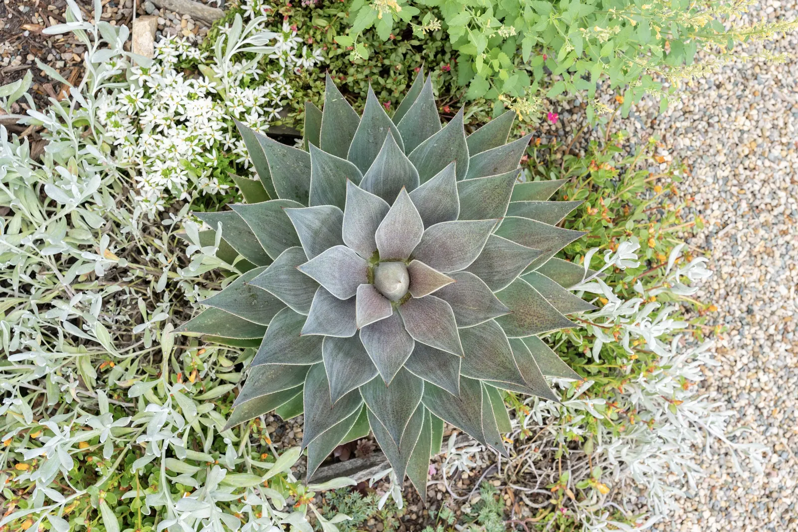 'Lavender Lady' Mangave (Mangave hybrid) — 'Lavender Lady' has a well-rounded; smokey purple leaves are broad with tiny white spines