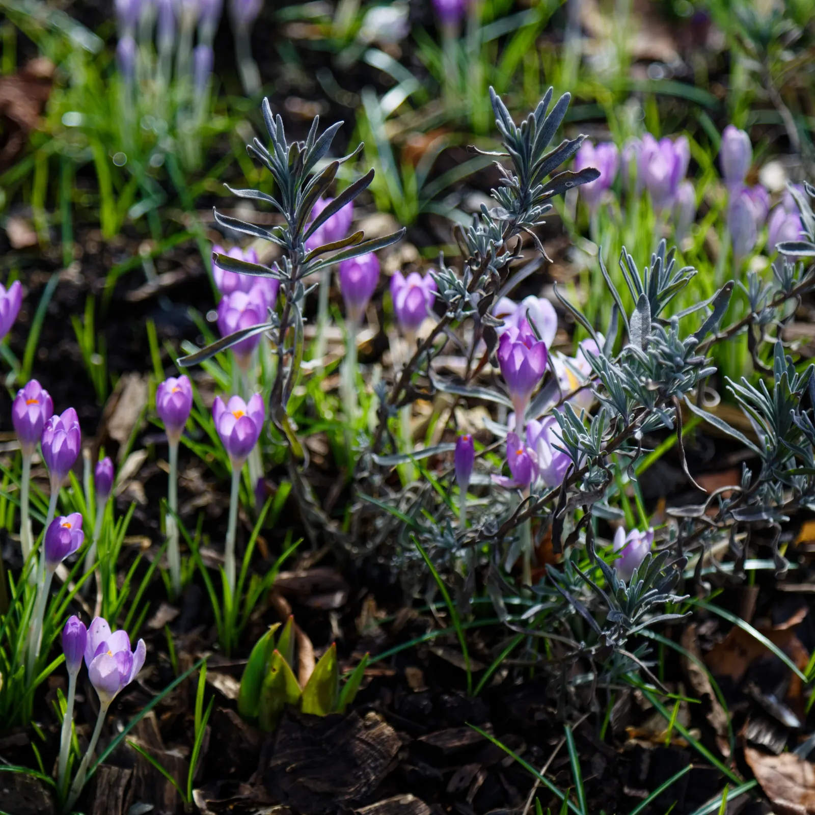 Munstead Dwarf Lavender (Lavandula Angustifolia 'Munstead') — is a highly regarded perennial plant known for its compact growth habit