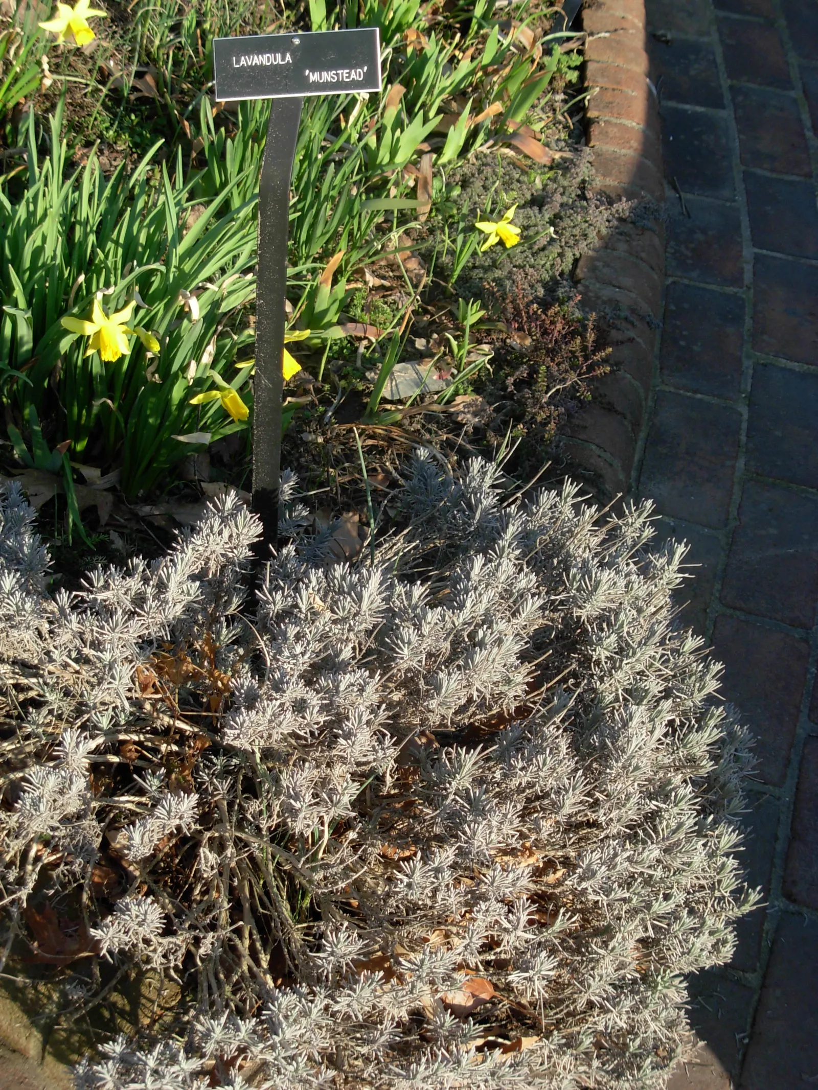 Munstead Dwarf Lavender (Lavandula Angustifolia 'Munstead') — maturing to 12-18 inches high and wide