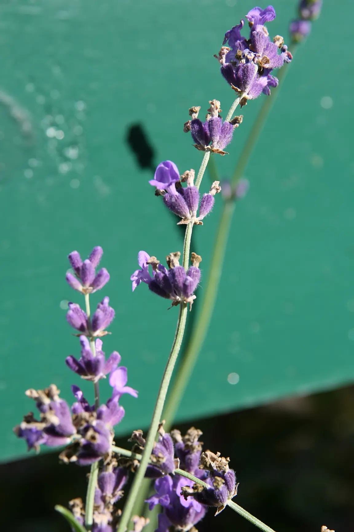 Munstead Dwarf Lavender (Lavandula Angustifolia 'Munstead') — a compact English Lavender