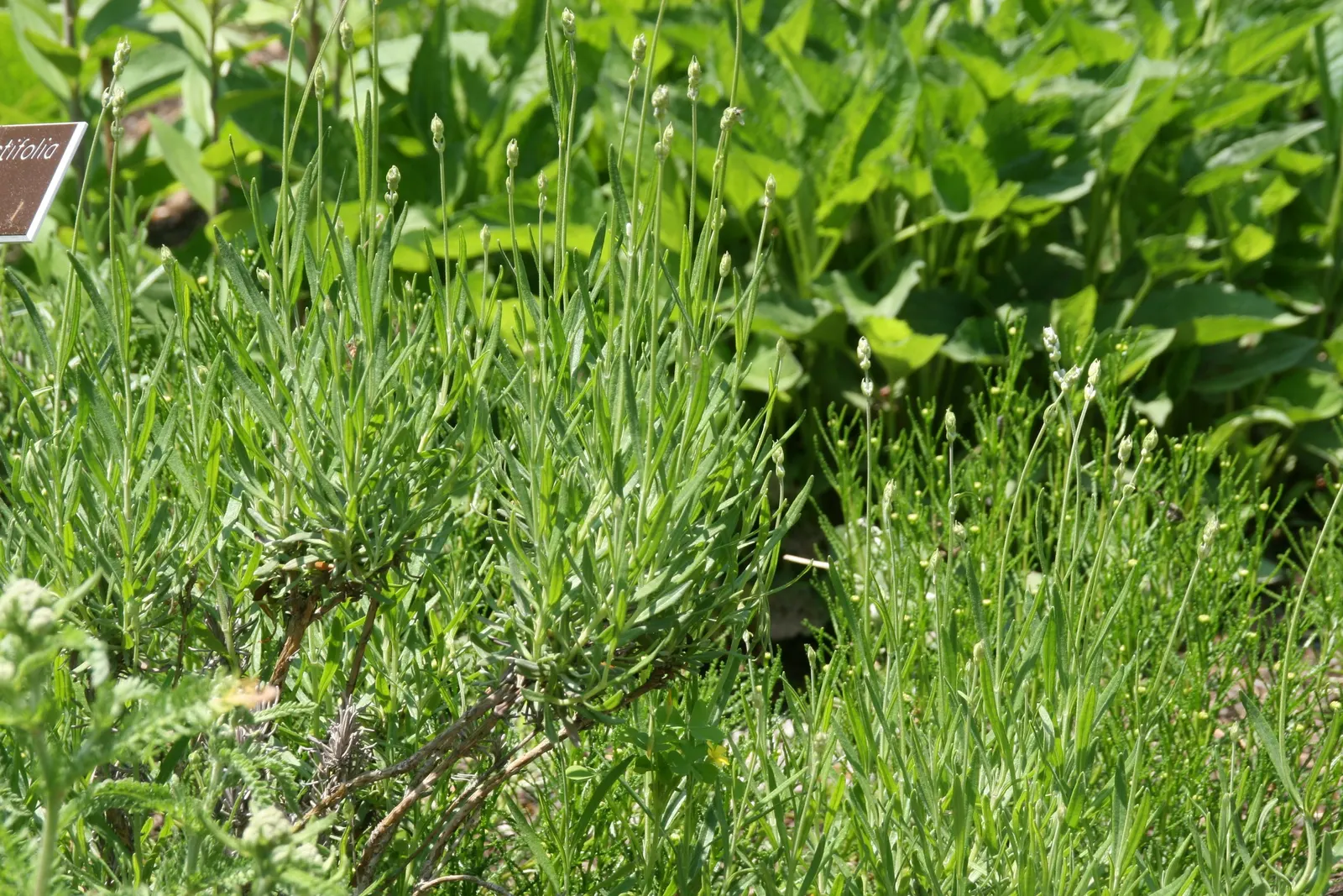 Munstead Dwarf Lavender (Lavandula Angustifolia 'Munstead') — flourishes in full sun to part shade and well-drained soil