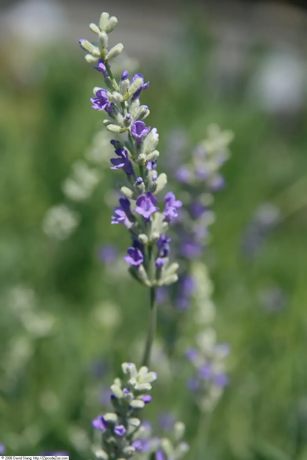 Munstead Dwarf Lavender (Lavandula Angustifolia 'Munstead') — scientifically referred to as Lavandula angustifolia 'Munstead'
